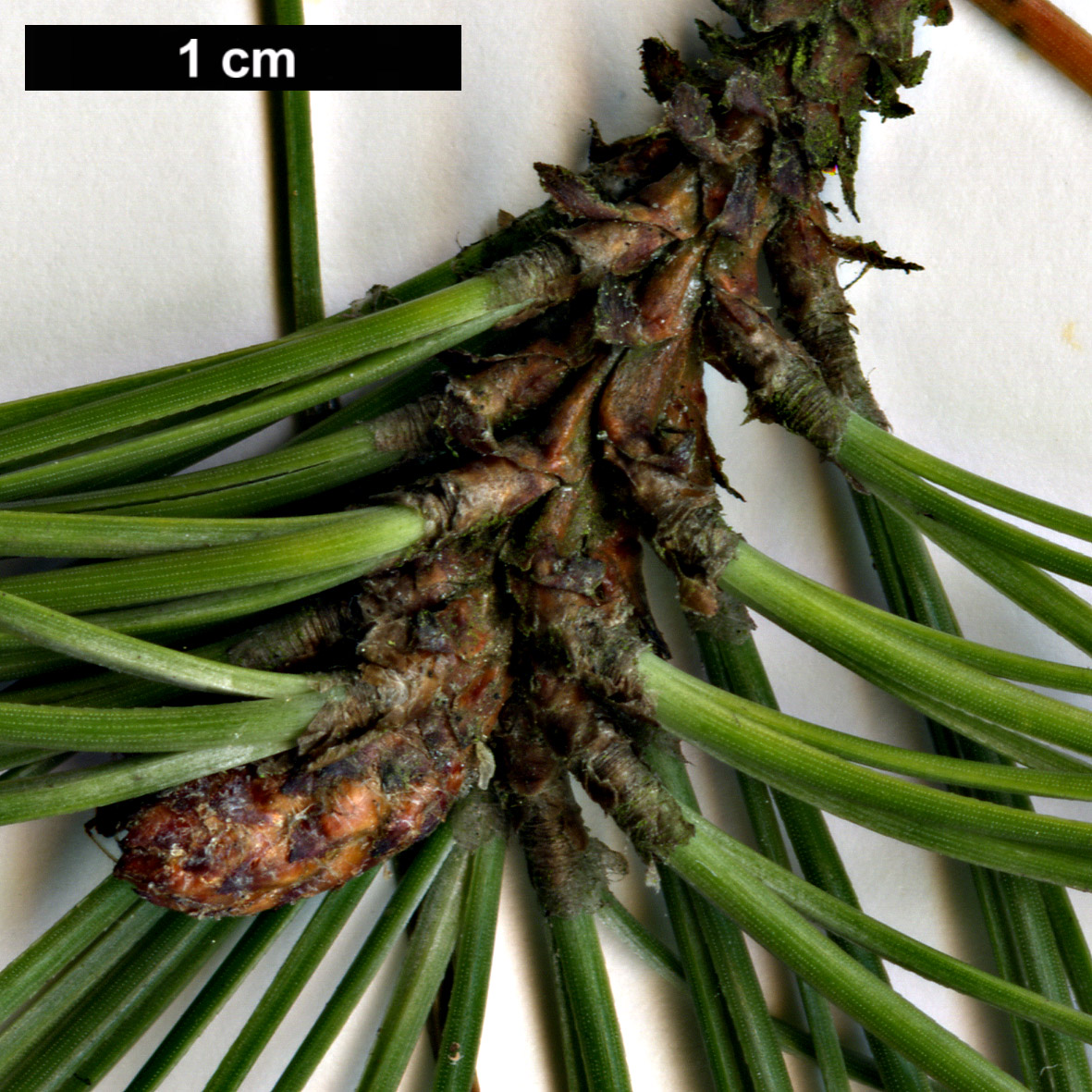 High resolution image: Family: Pinaceae - Genus: Pinus - Taxon: attenuata