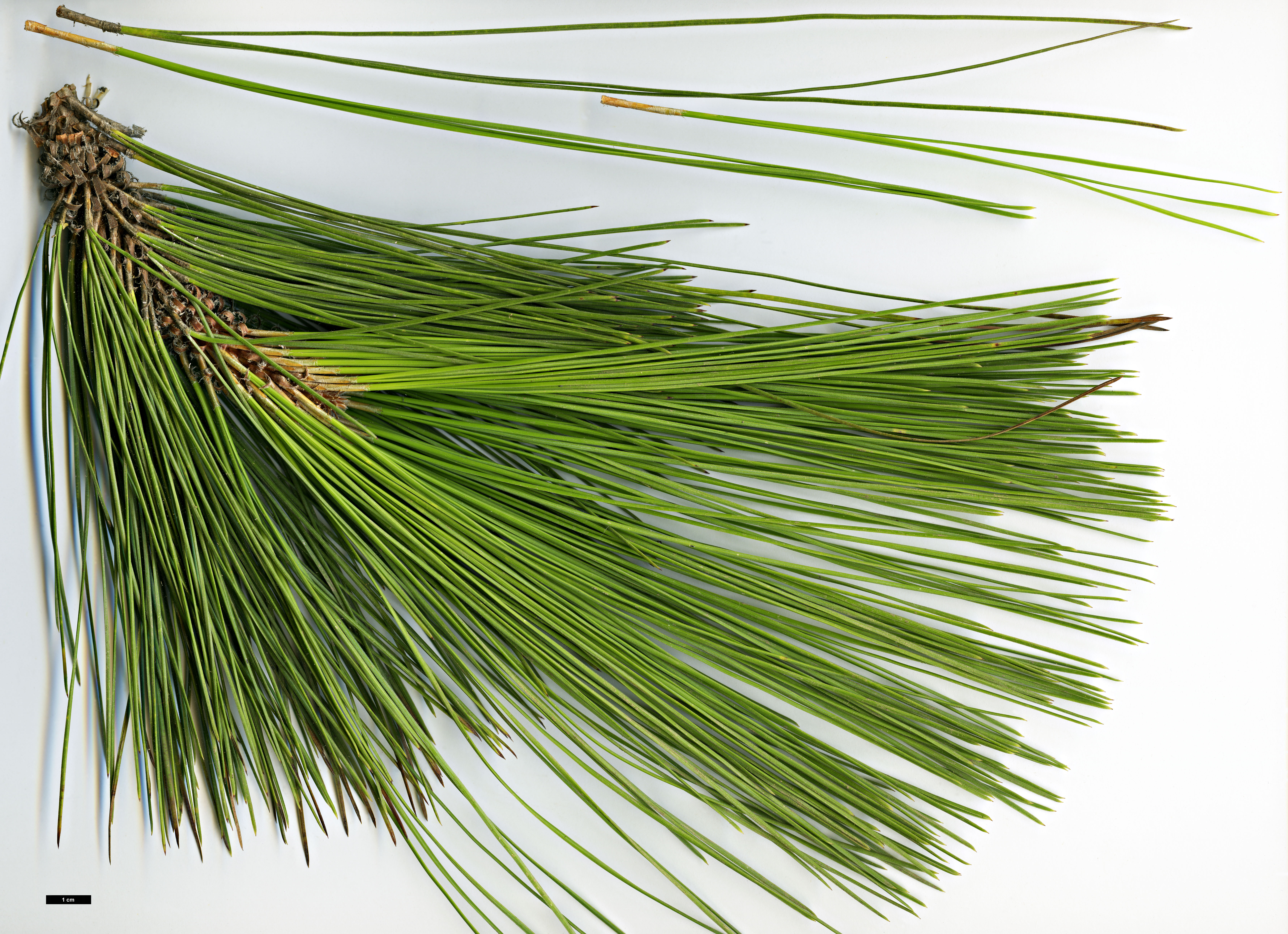 High resolution image: Family: Pinaceae - Genus: Pinus - Taxon: canariensis