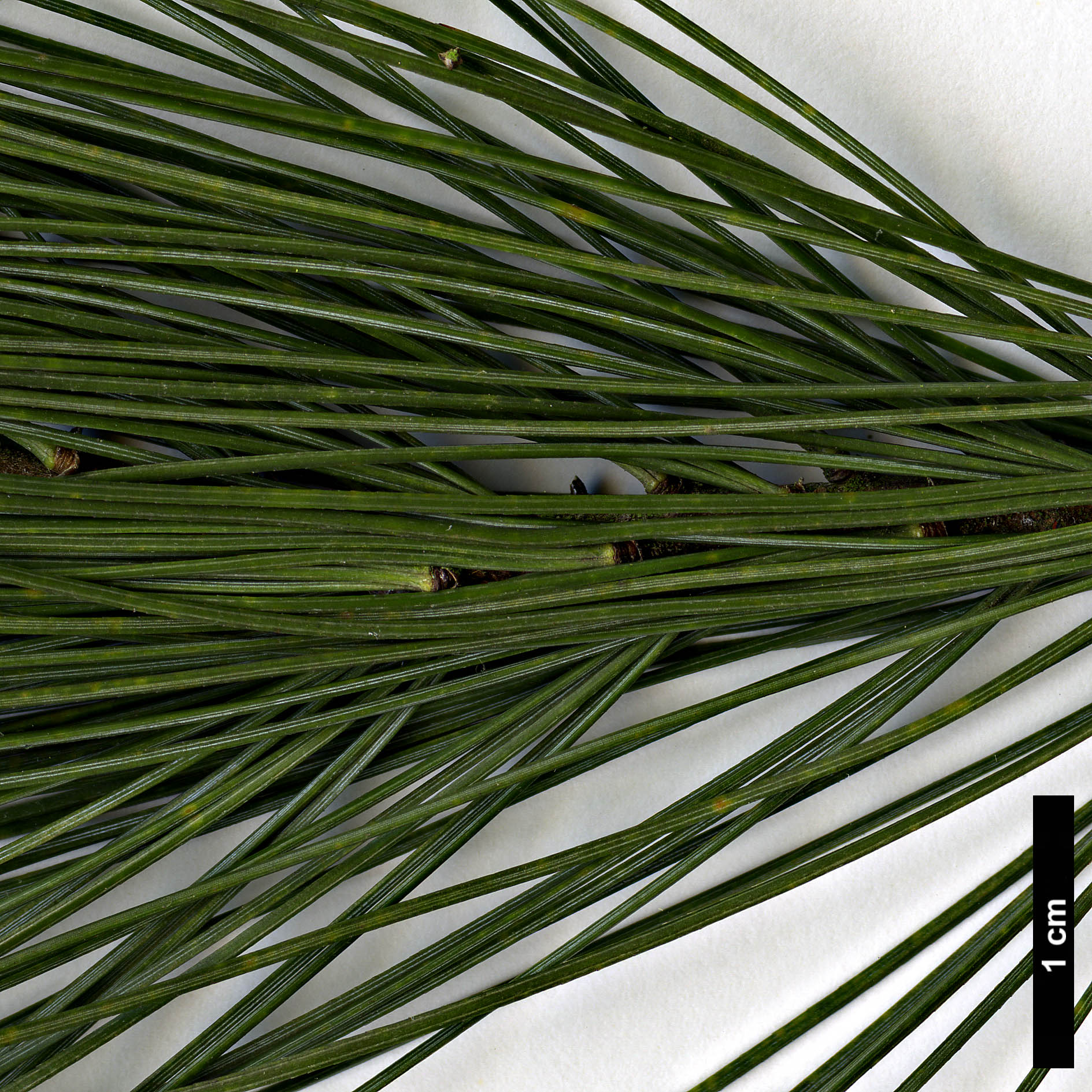 High resolution image: Family: Pinaceae - Genus: Pinus - Taxon: chiapensis