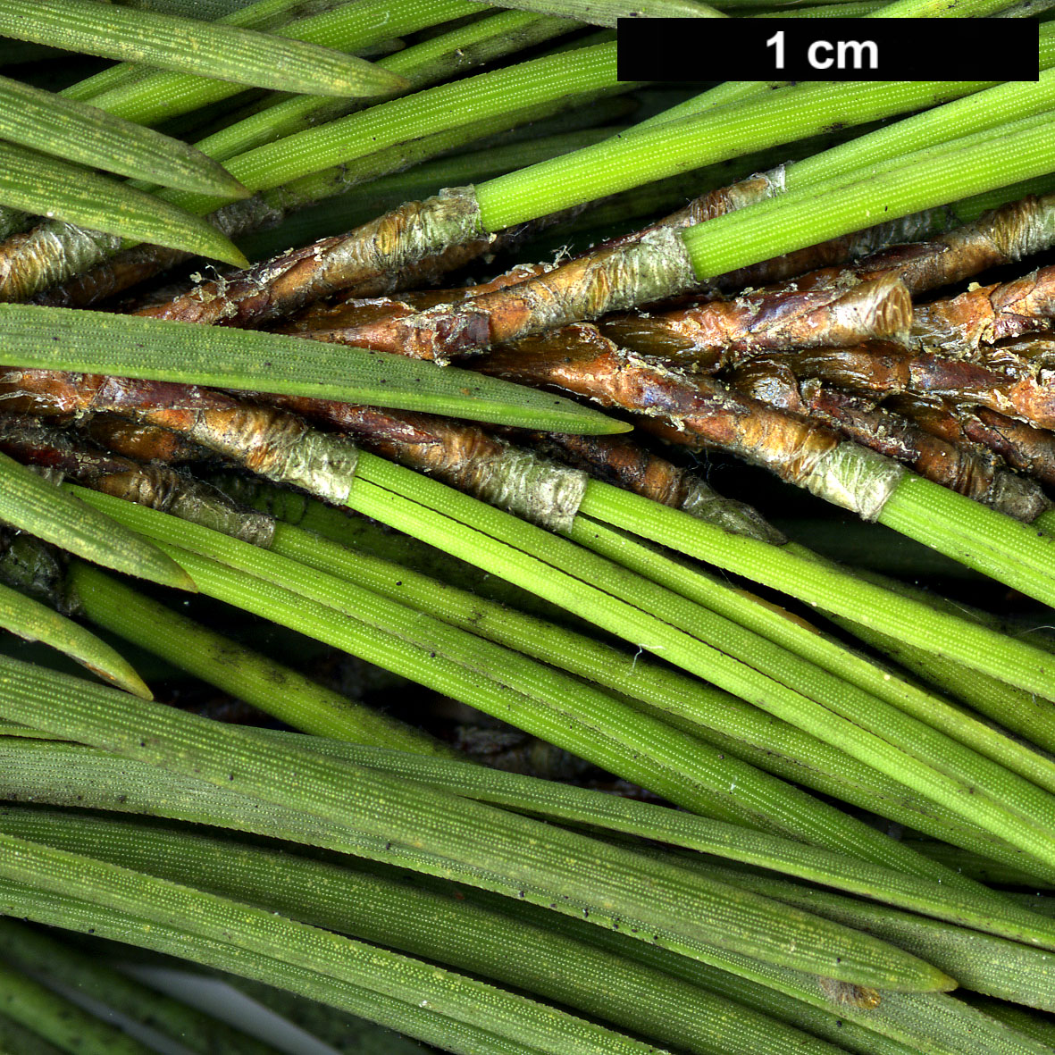 High resolution image: Family: Pinaceae - Genus: Pinus - Taxon: contorta