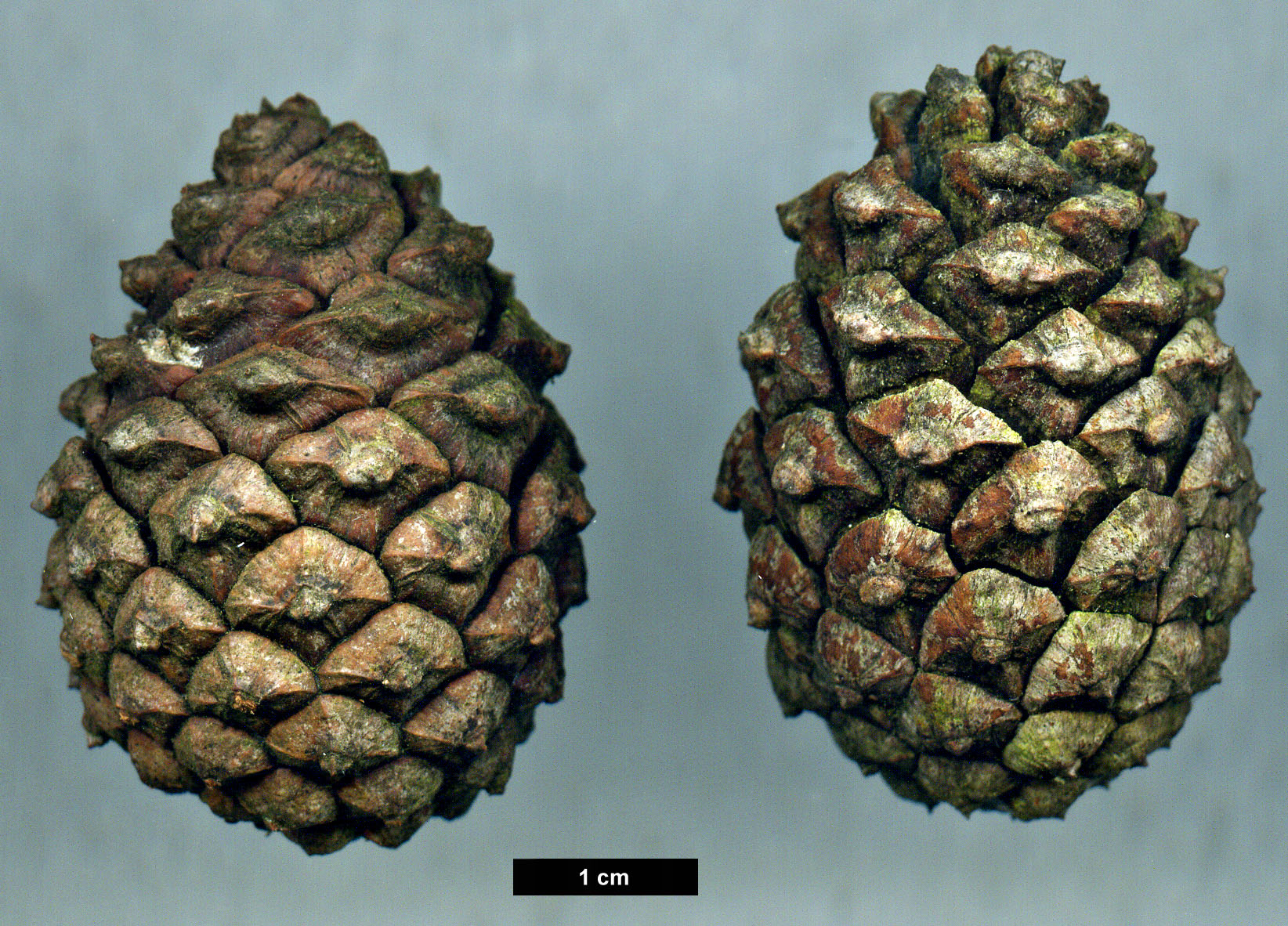 High resolution image: Family: Pinaceae - Genus: Pinus - Taxon: densata