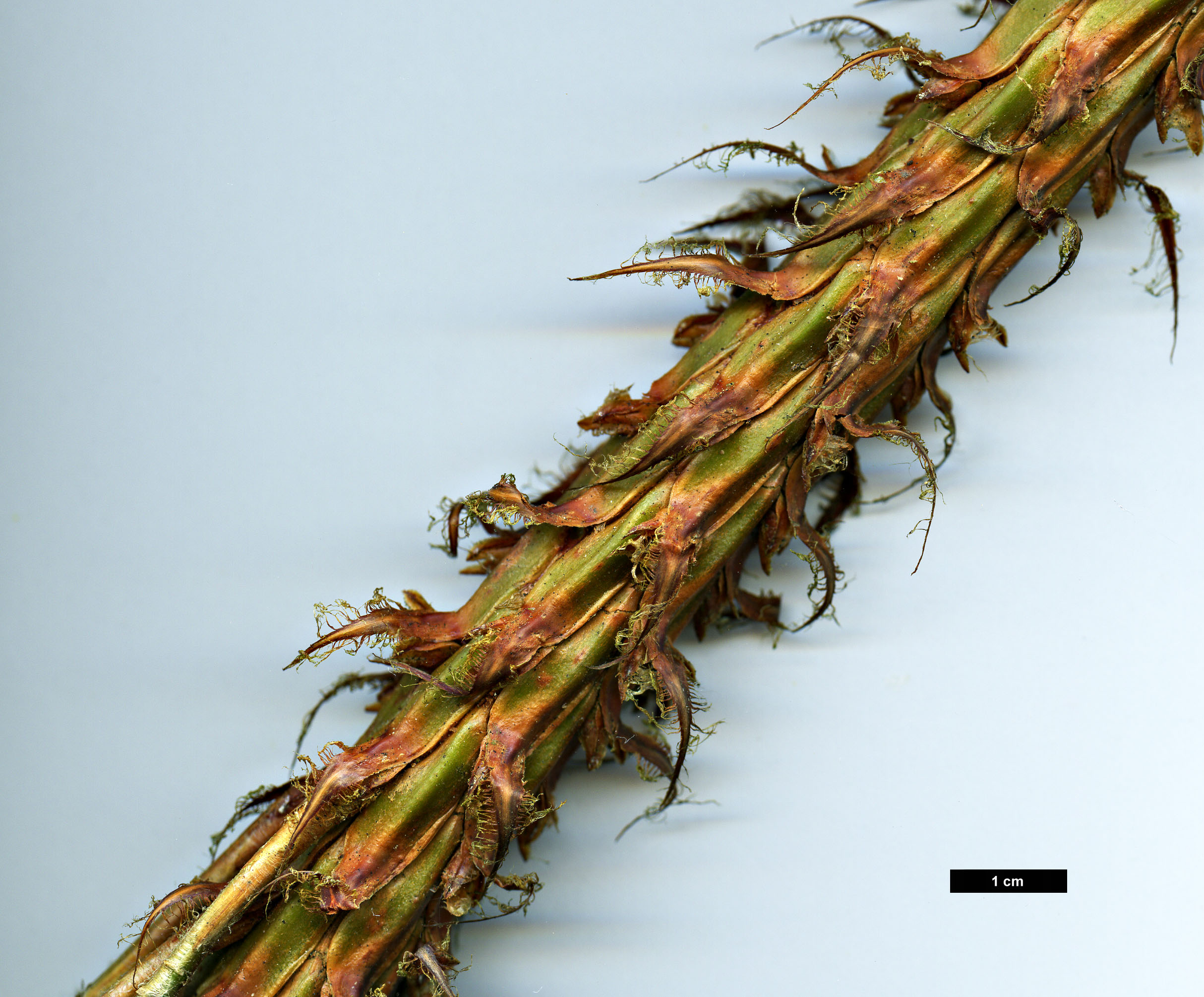 High resolution image: Family: Pinaceae - Genus: Pinus - Taxon: devoniana