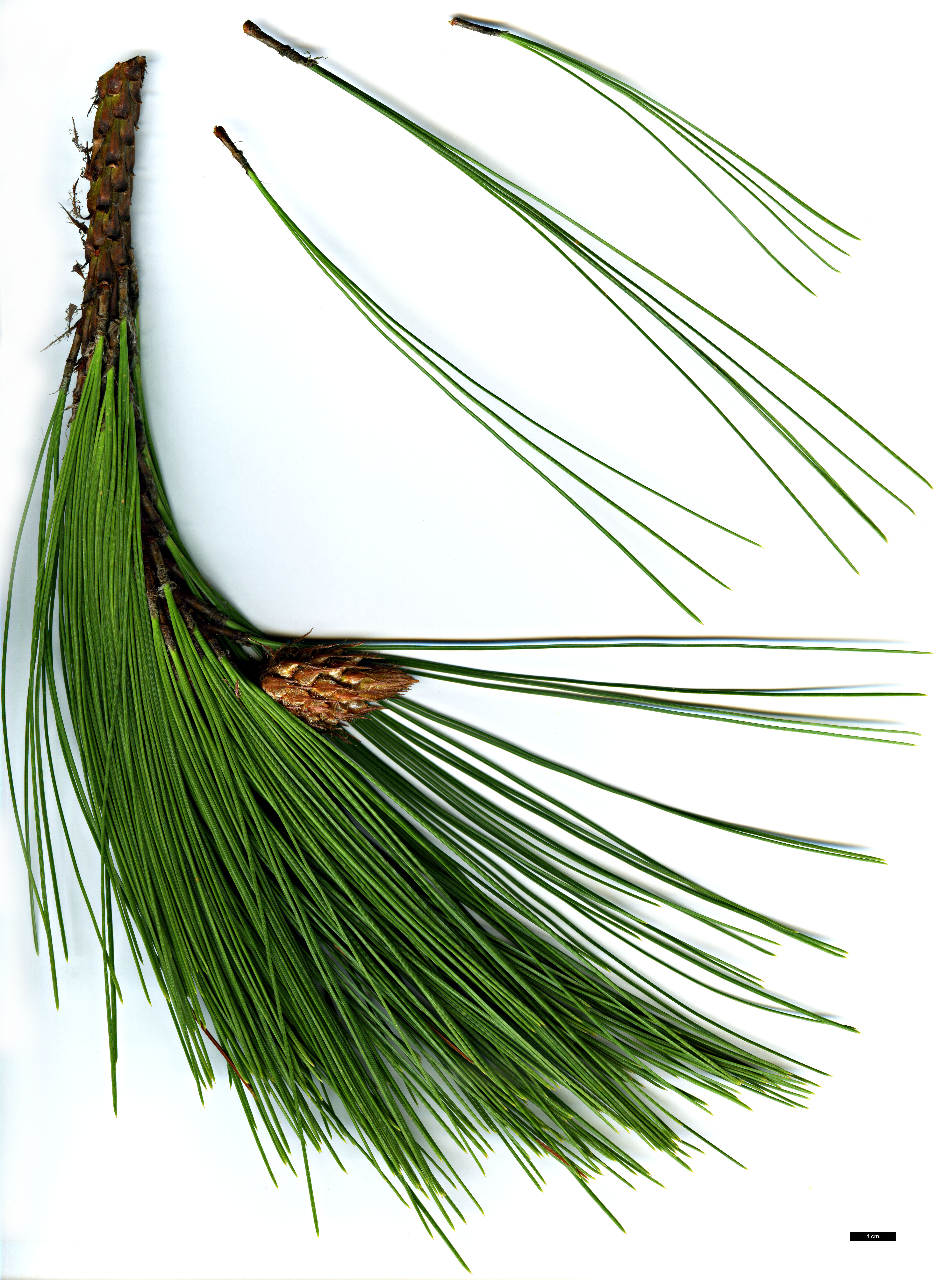 High resolution image: Family: Pinaceae - Genus: Pinus - Taxon: durangensis