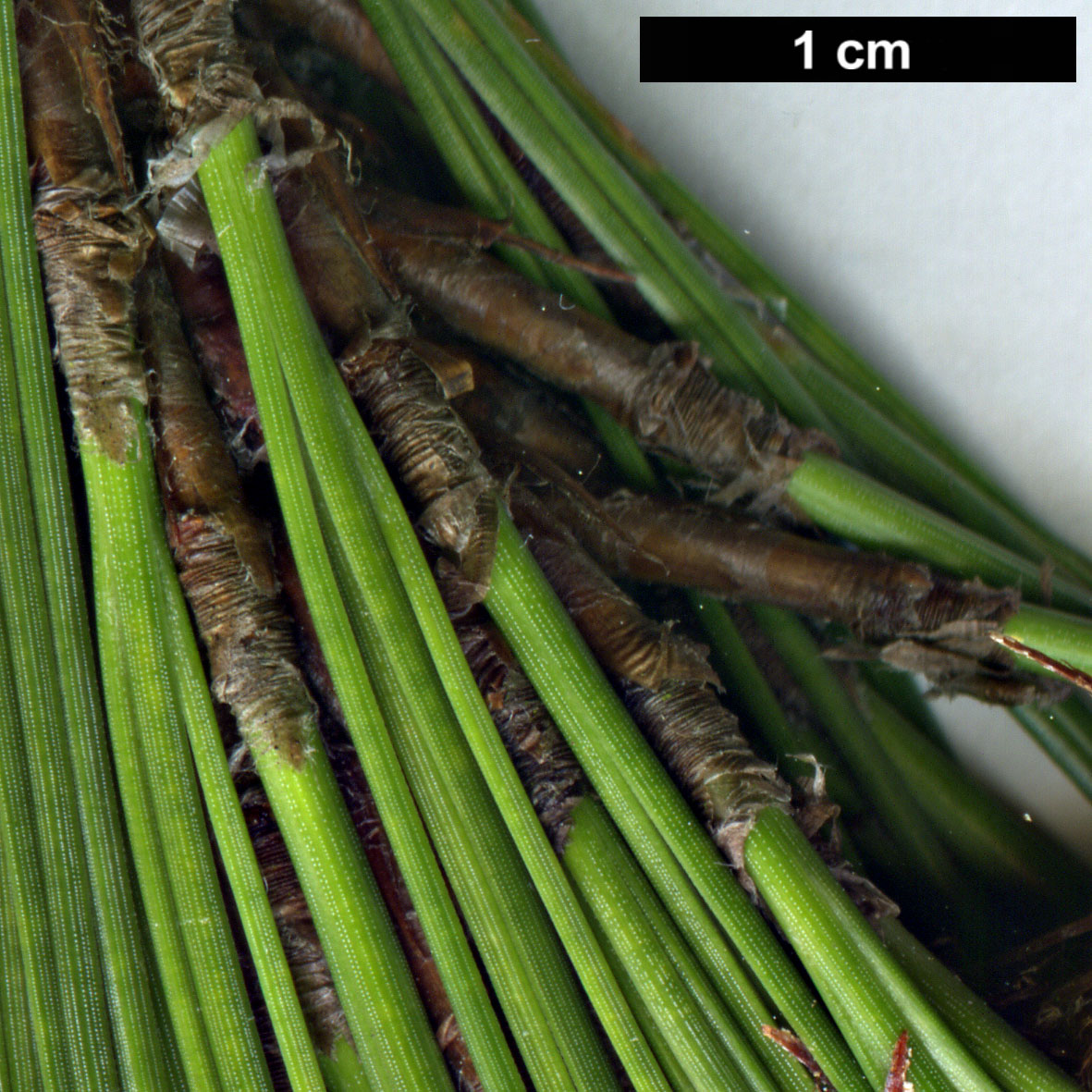 High resolution image: Family: Pinaceae - Genus: Pinus - Taxon: durangensis
