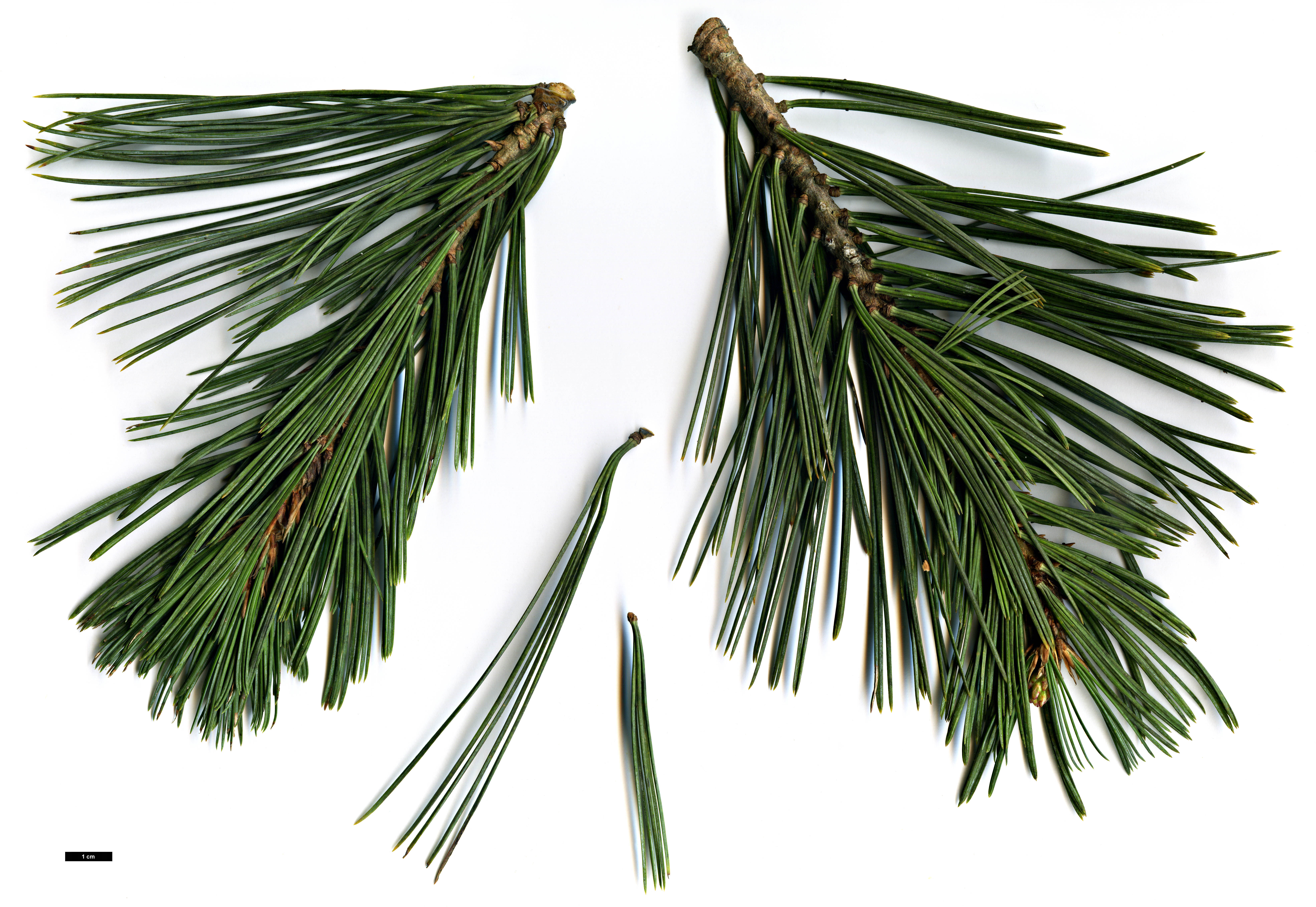 High resolution image: Family: Pinaceae - Genus: Pinus - Taxon: flexilis - SpeciesSub: 'Pendula'