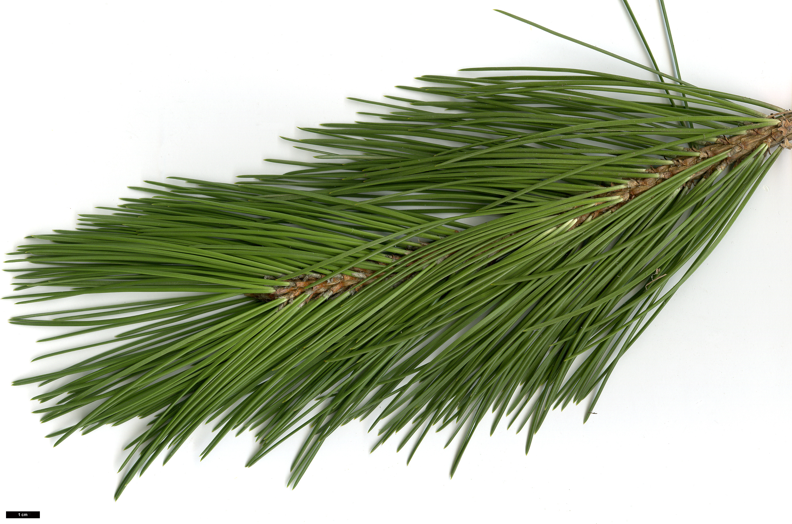 High resolution image: Family: Pinaceae - Genus: Pinus - Taxon: heldreichii