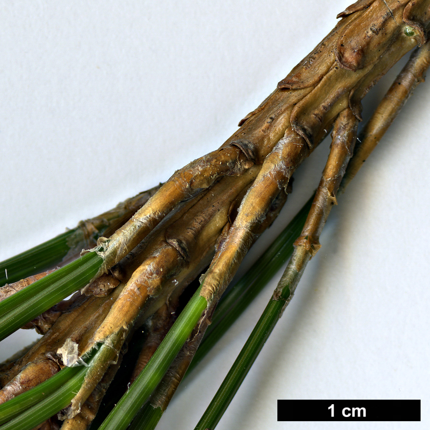 High resolution image: Family: Pinaceae - Genus: Pinus - Taxon: henryi