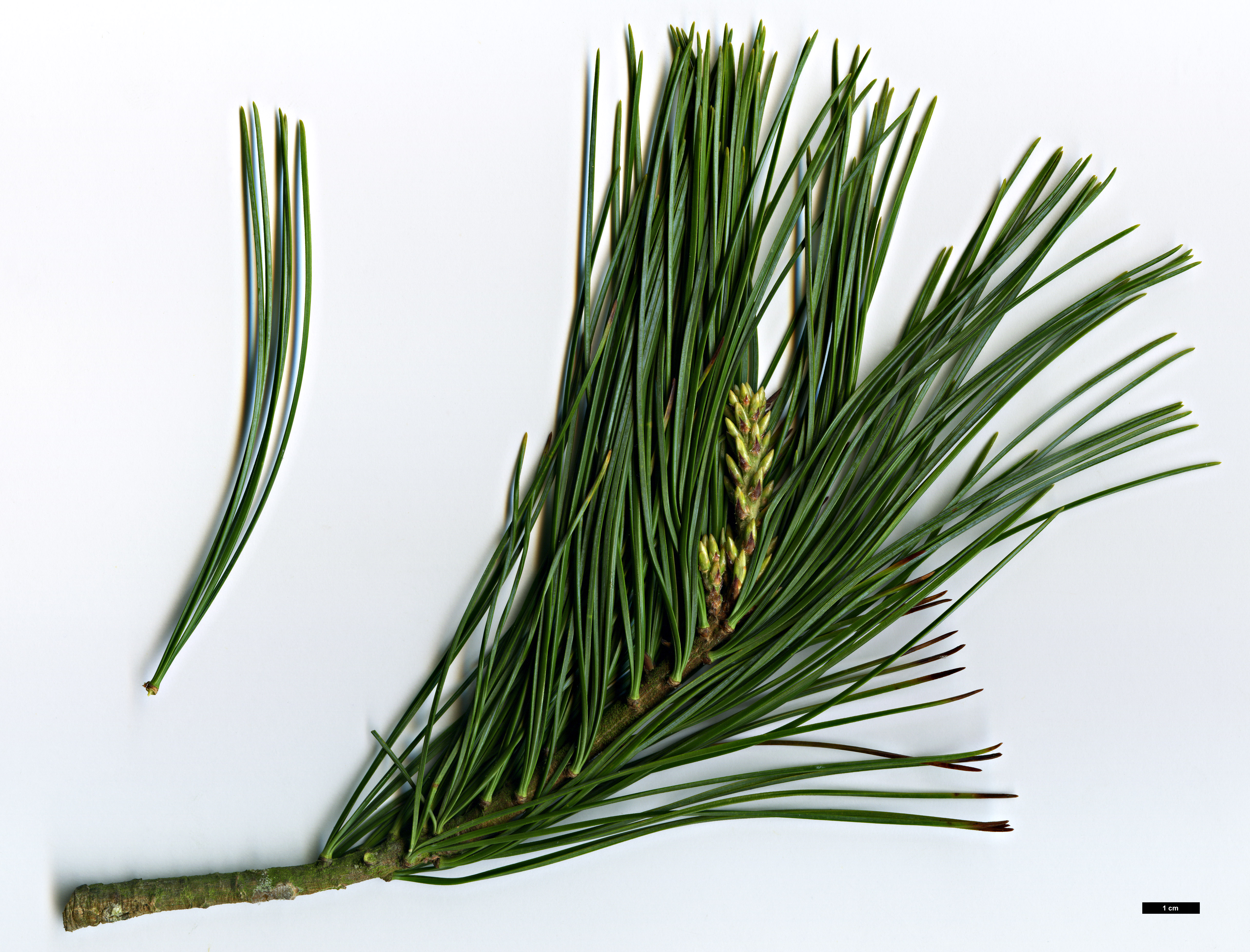 High resolution image: Family: Pinaceae - Genus: Pinus - Taxon: koraiensis