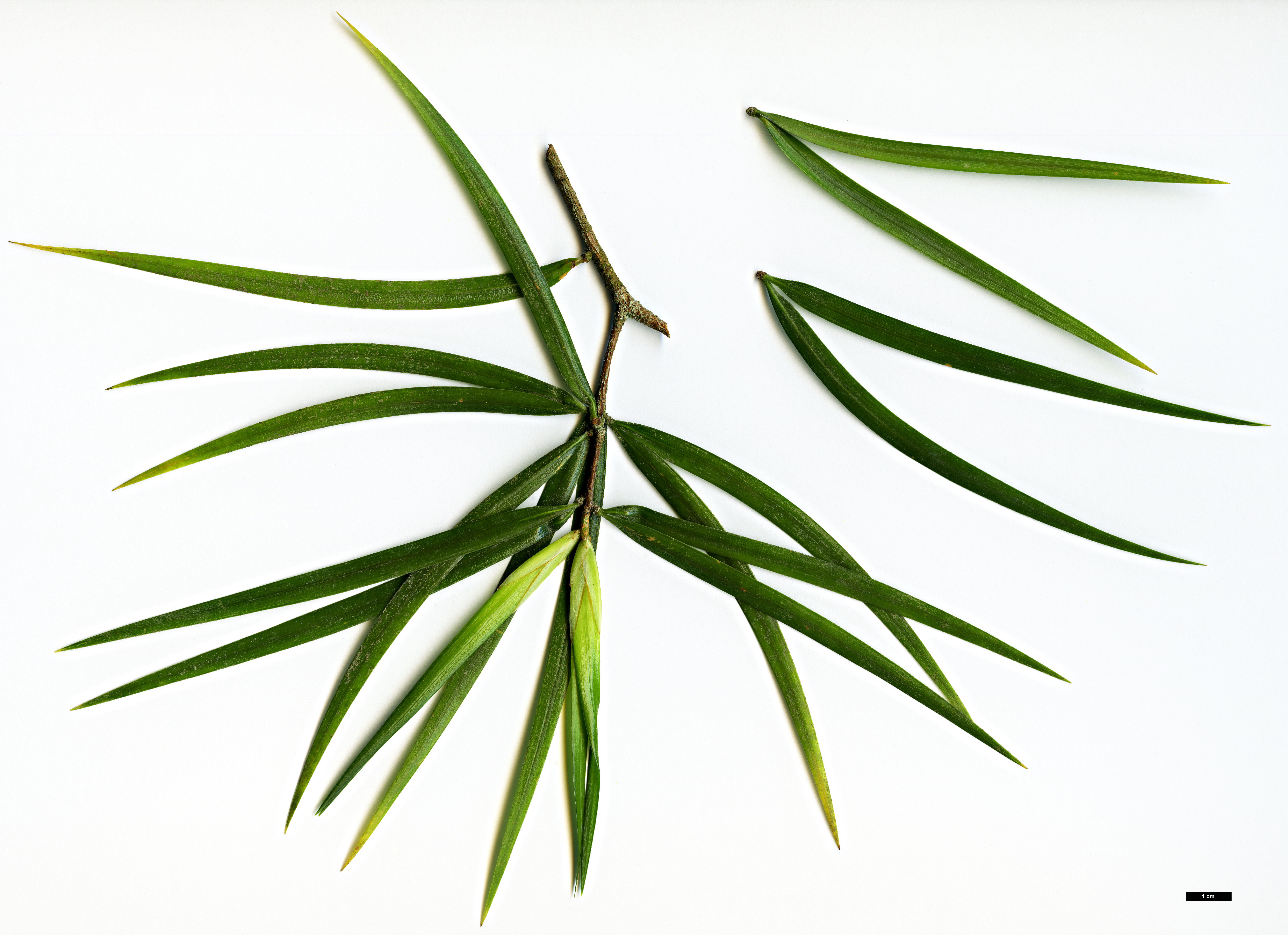 High resolution image: Family: Pinaceae - Genus: Pinus - Taxon: krempfii