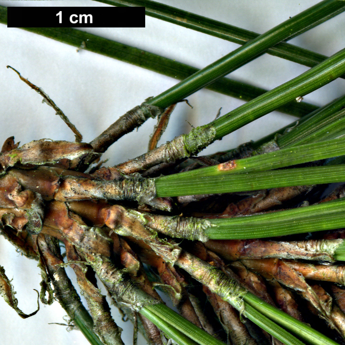High resolution image: Family: Pinaceae - Genus: Pinus - Taxon: massoniana