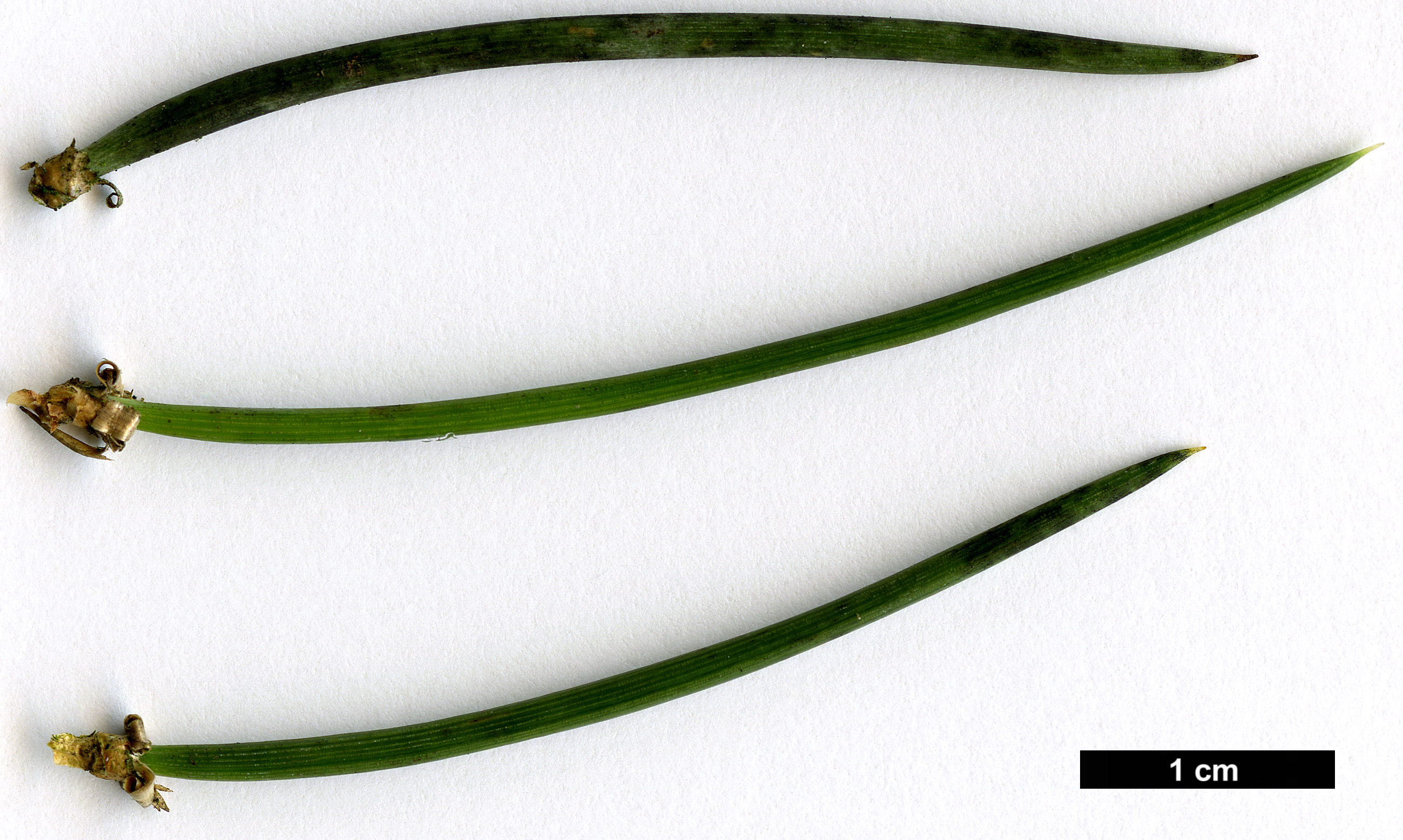 High resolution image: Family: Pinaceae - Genus: Pinus - Taxon: monophylla