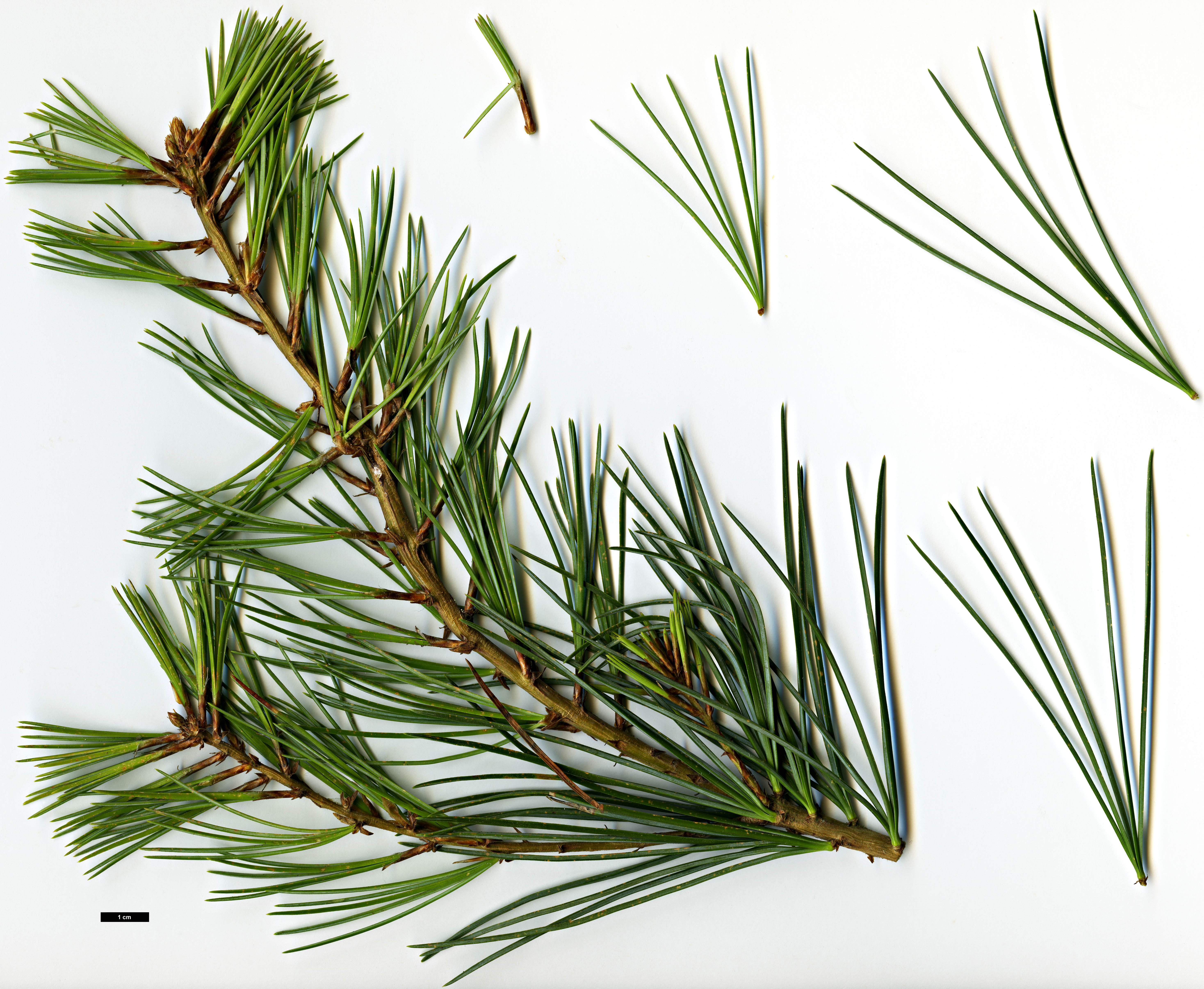 High resolution image: Family: Pinaceae - Genus: Pinus - Taxon: morrisonicola
