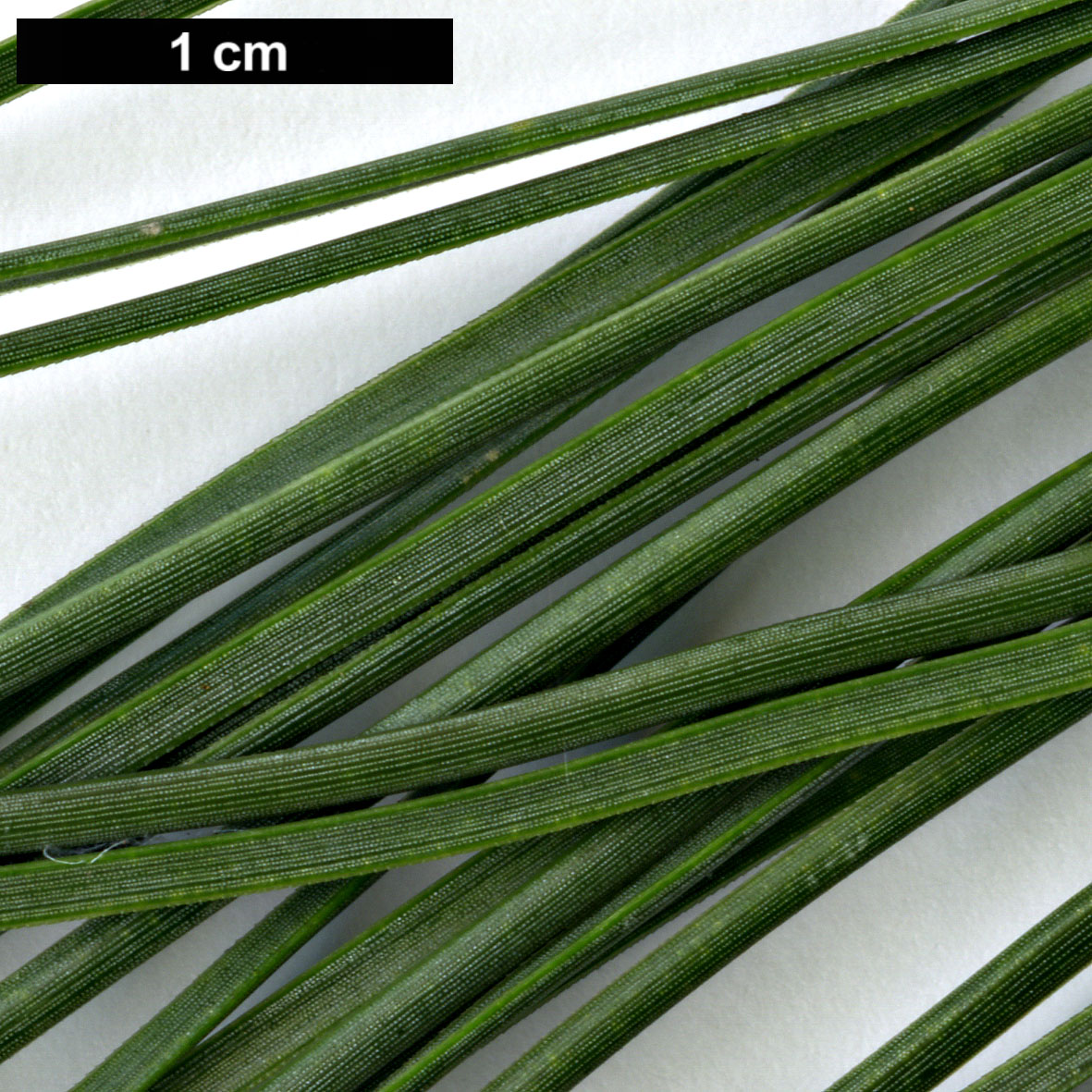 High resolution image: Family: Pinaceae - Genus: Pinus - Taxon: muricata