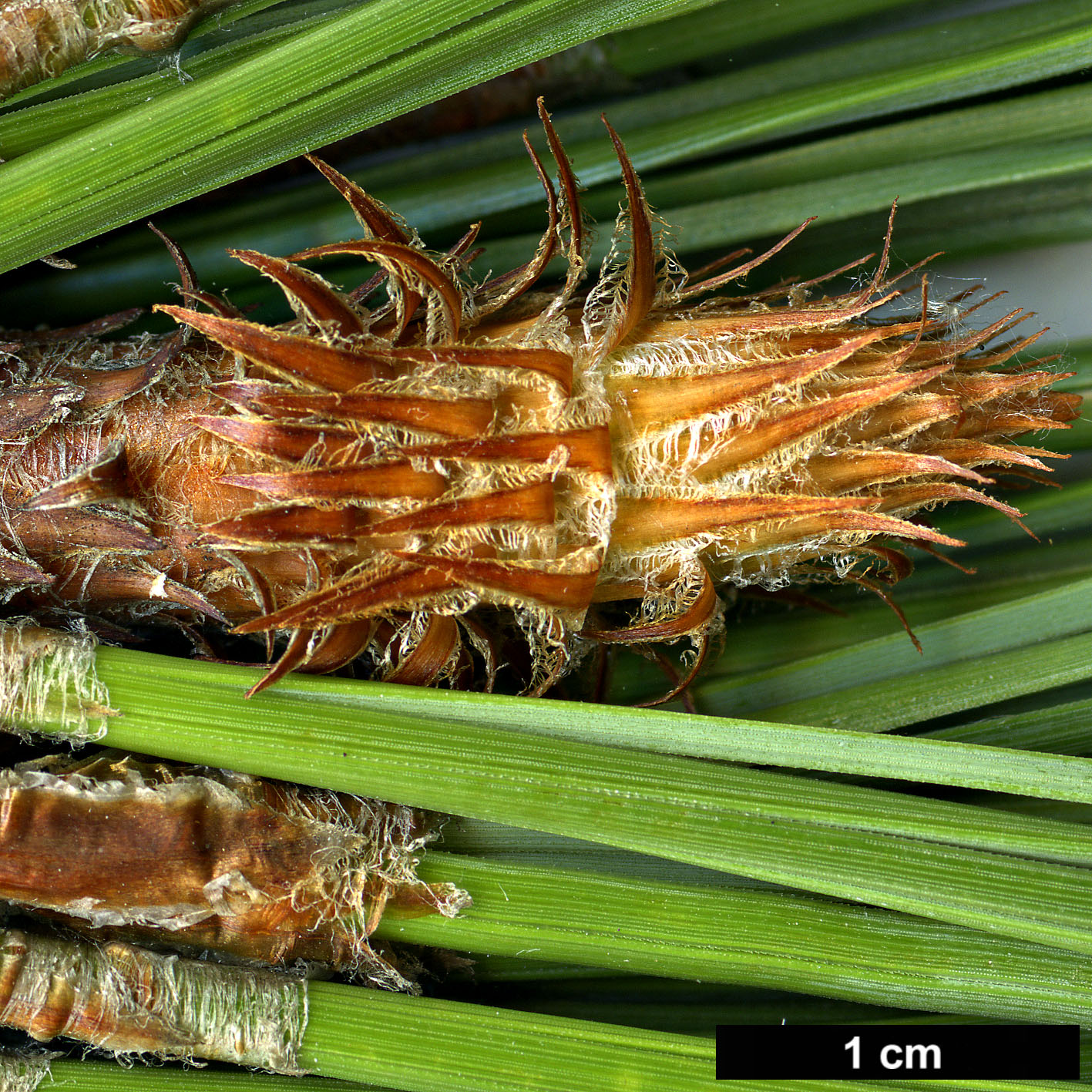 High resolution image: Family: Pinaceae - Genus: Pinus - Taxon: oocarpa