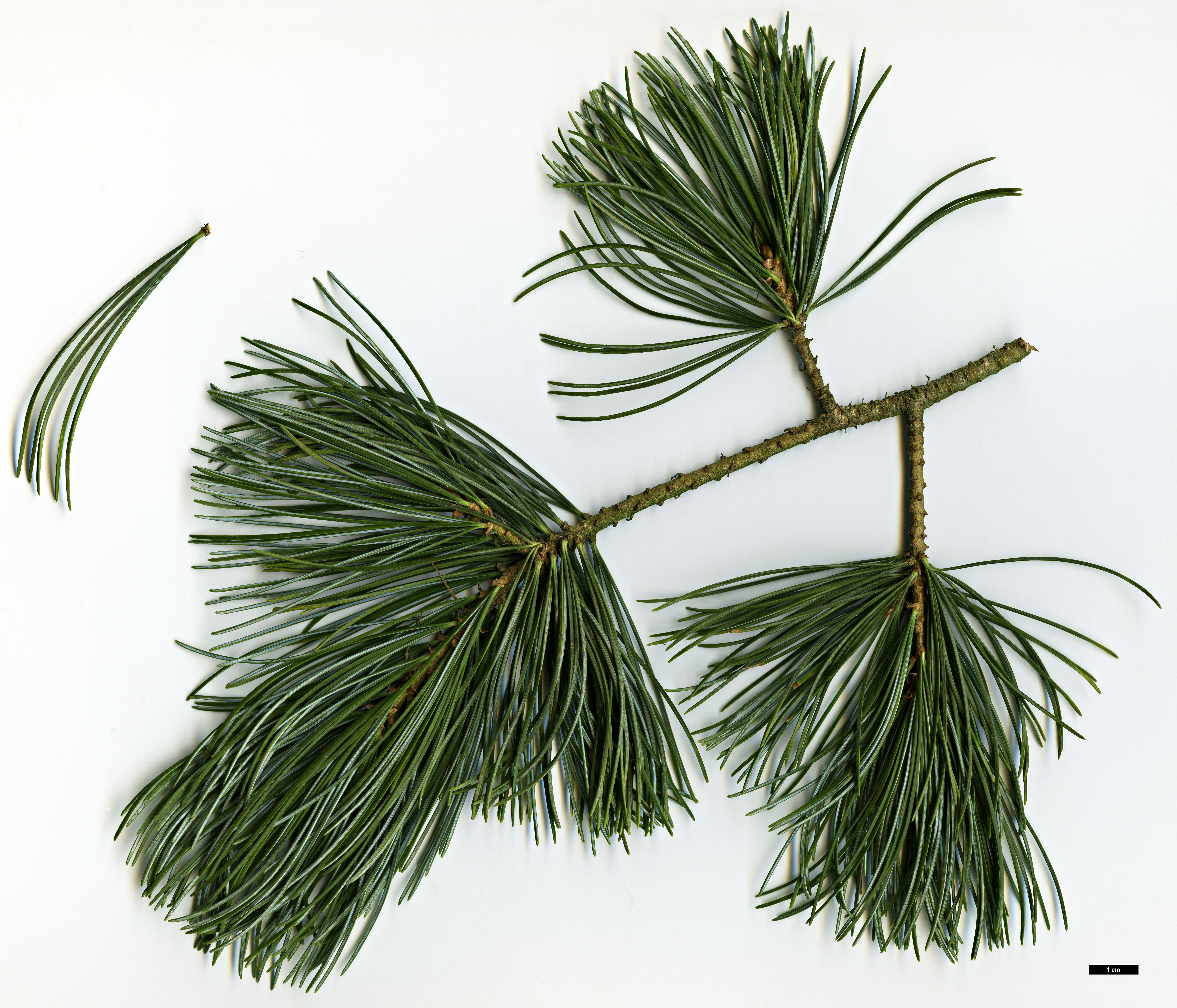 High resolution image: Family: Pinaceae - Genus: Pinus - Taxon: parviflora