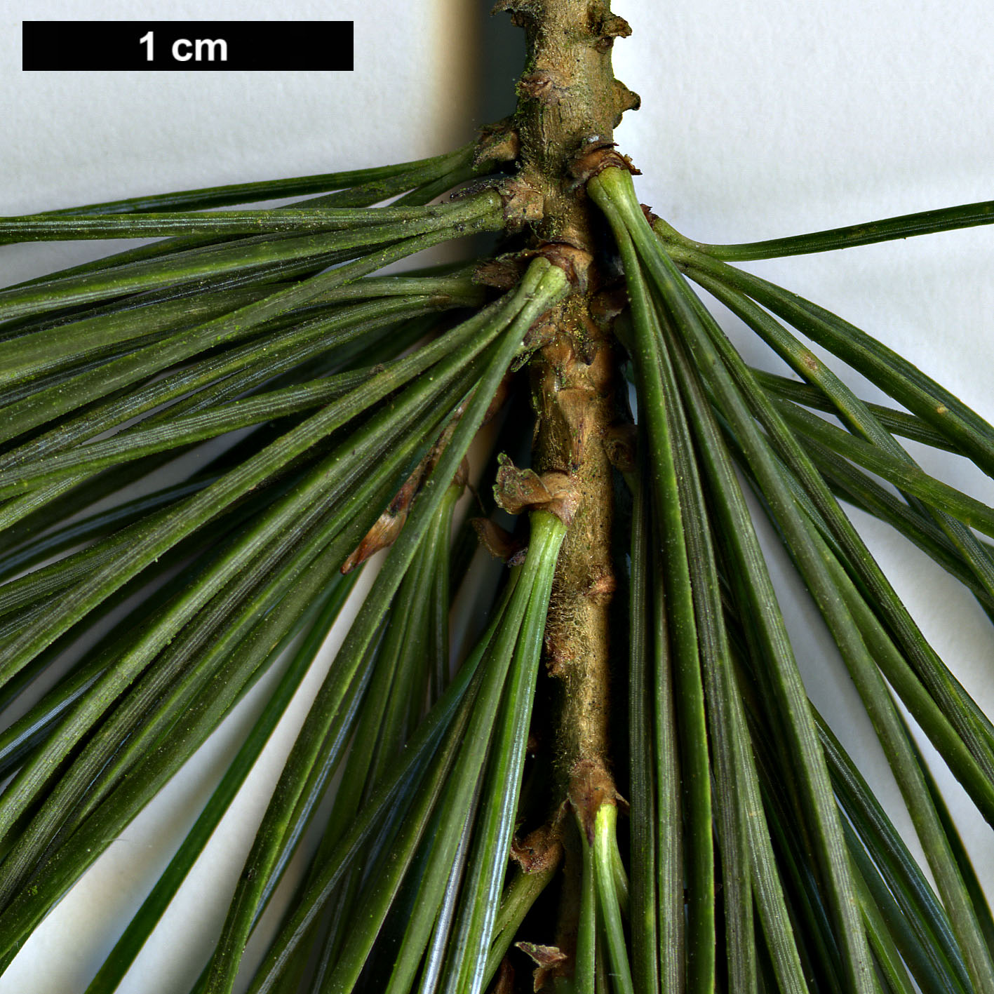High resolution image: Family: Pinaceae - Genus: Pinus - Taxon: parviflora