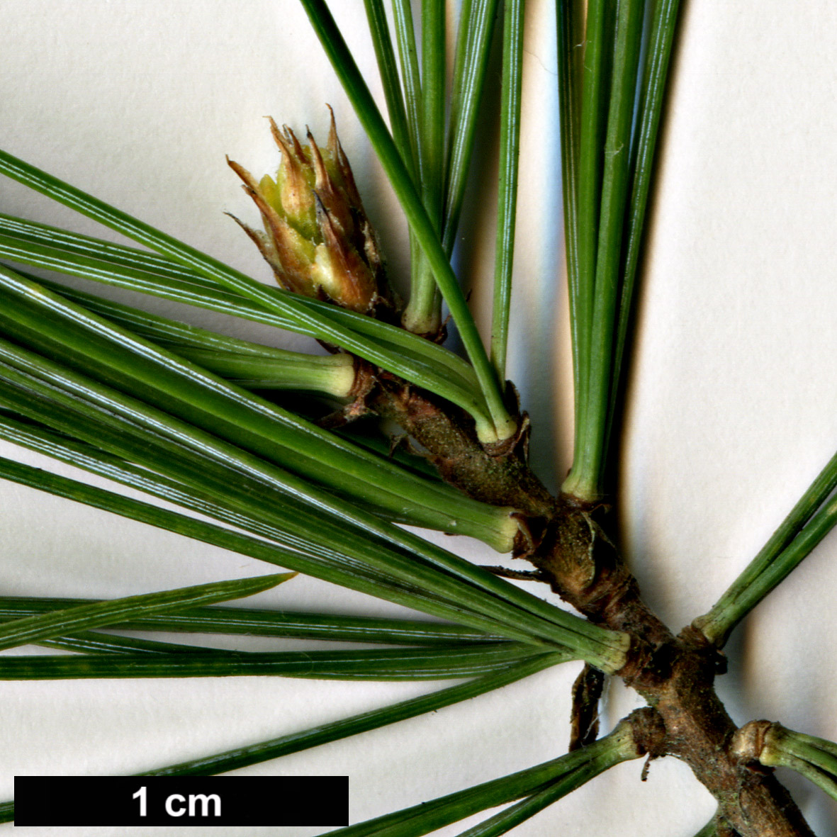 High resolution image: Family: Pinaceae - Genus: Pinus - Taxon: peuce
