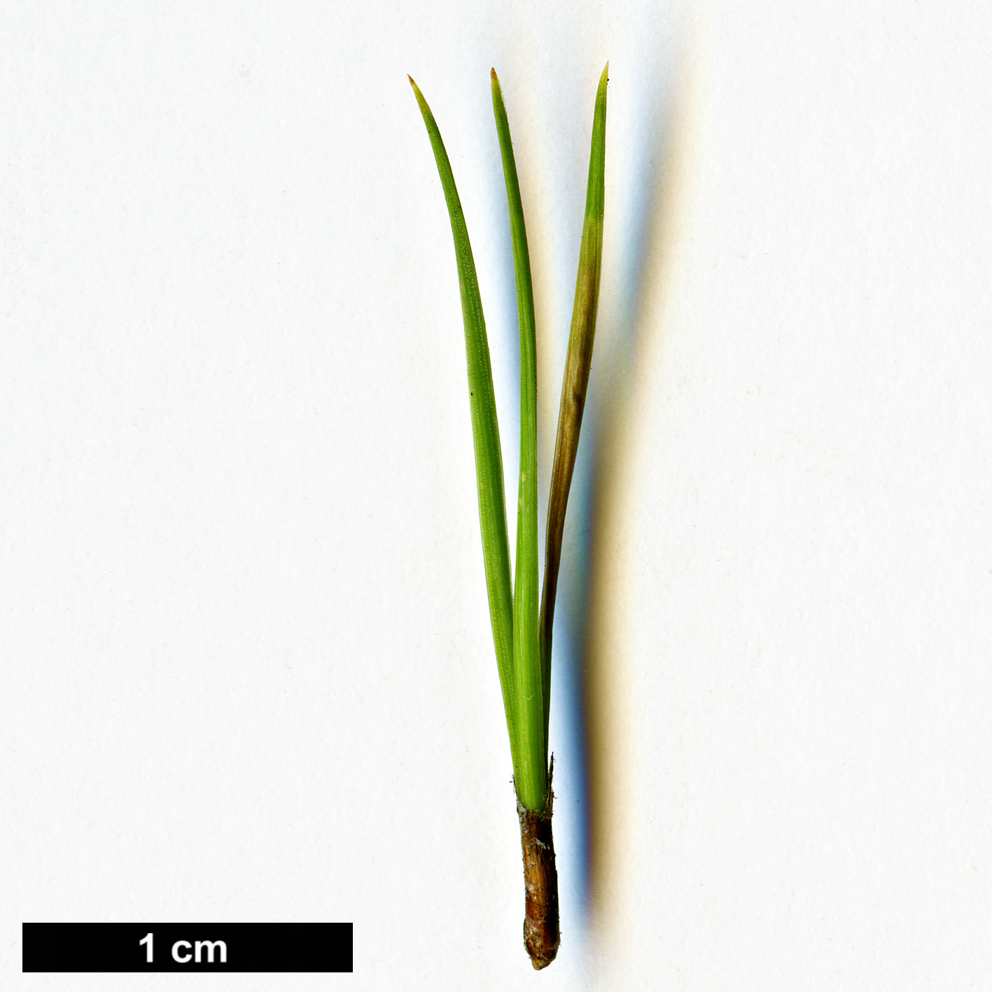 High resolution image: Family: Pinaceae - Genus: Pinus - Taxon: pinceana