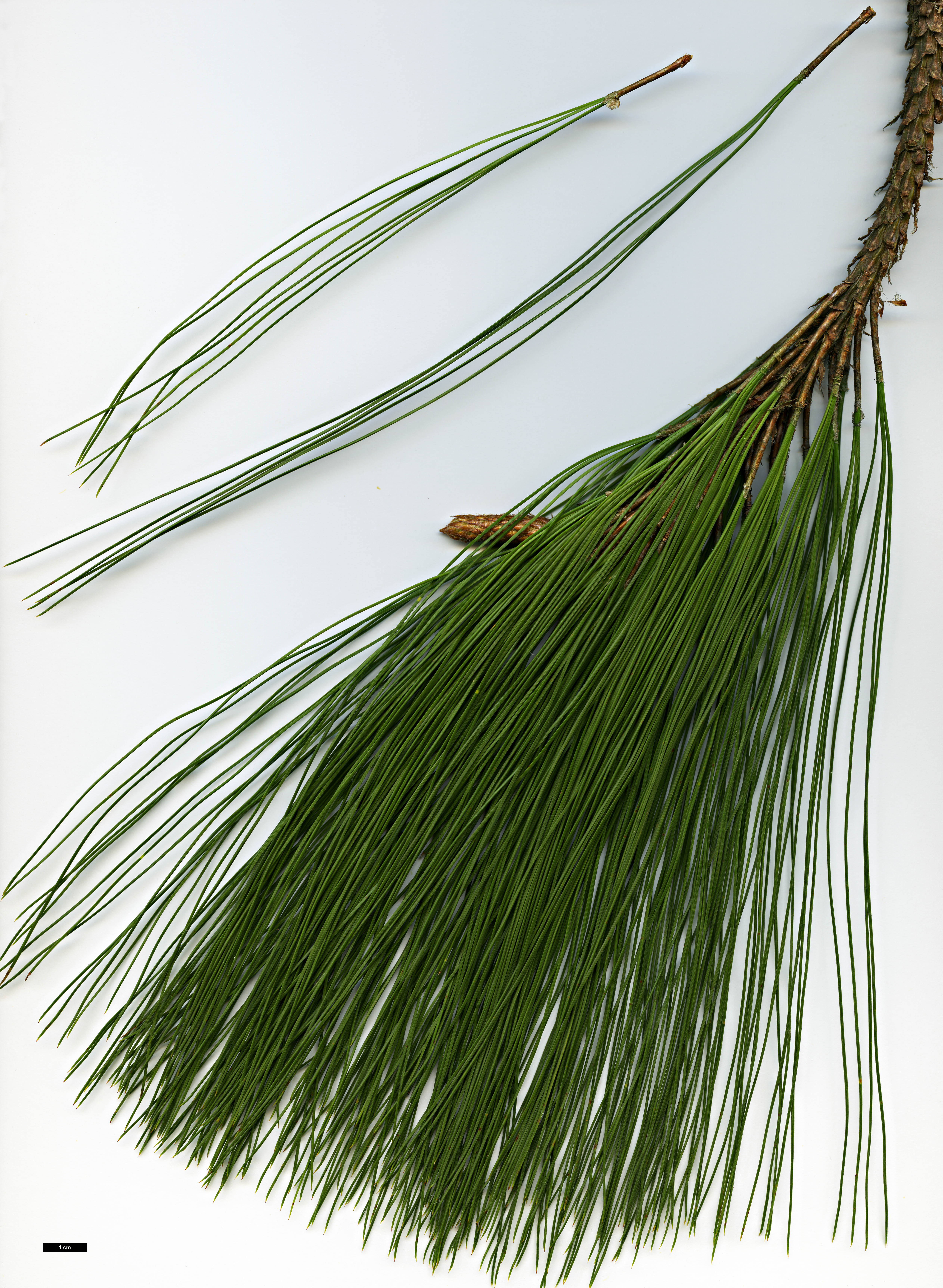 High resolution image: Family: Pinaceae - Genus: Pinus - Taxon: pseudostrobus