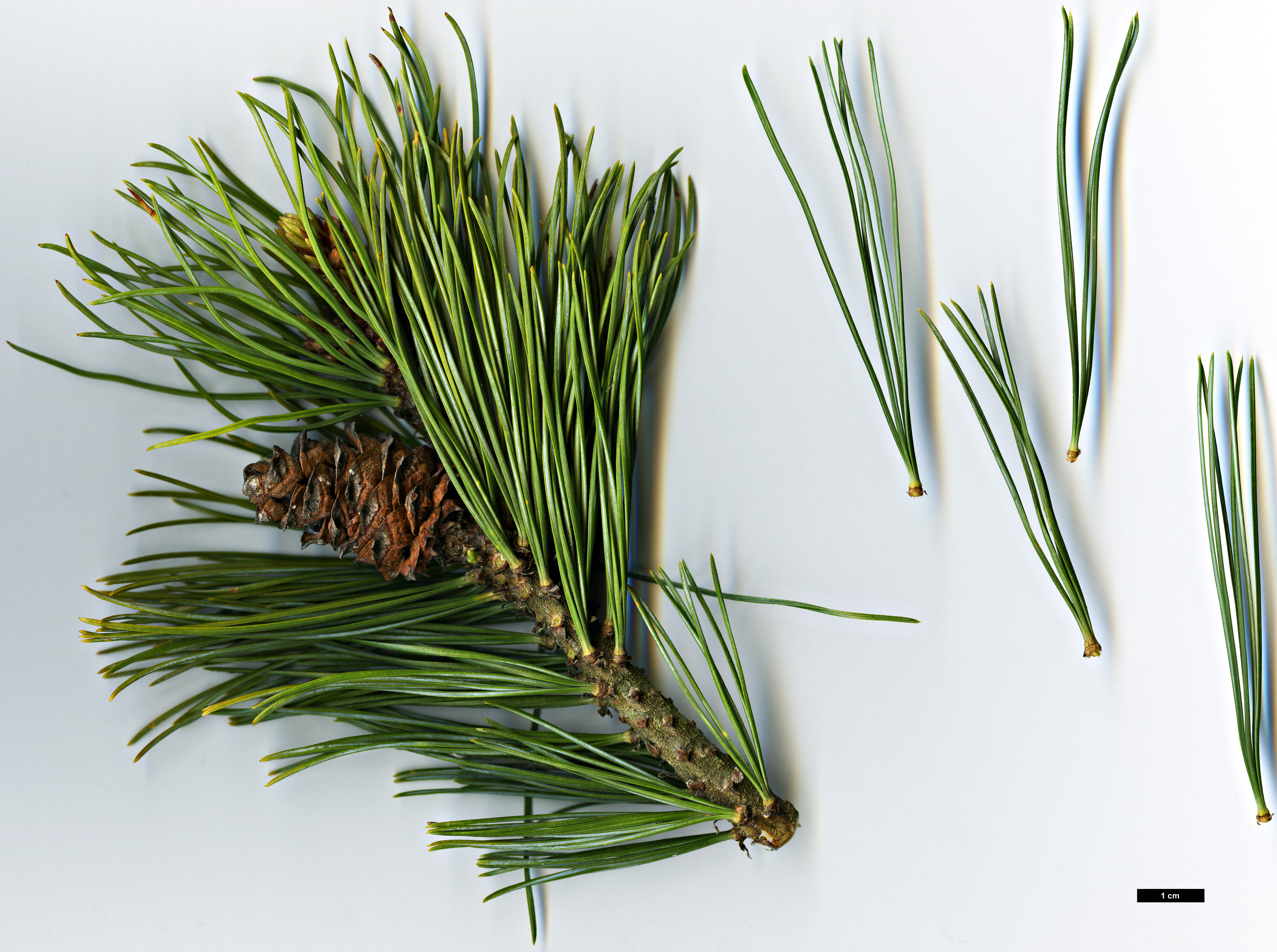 High resolution image: Family: Pinaceae - Genus: Pinus - Taxon: pumila - SpeciesSub: 'Compacta'