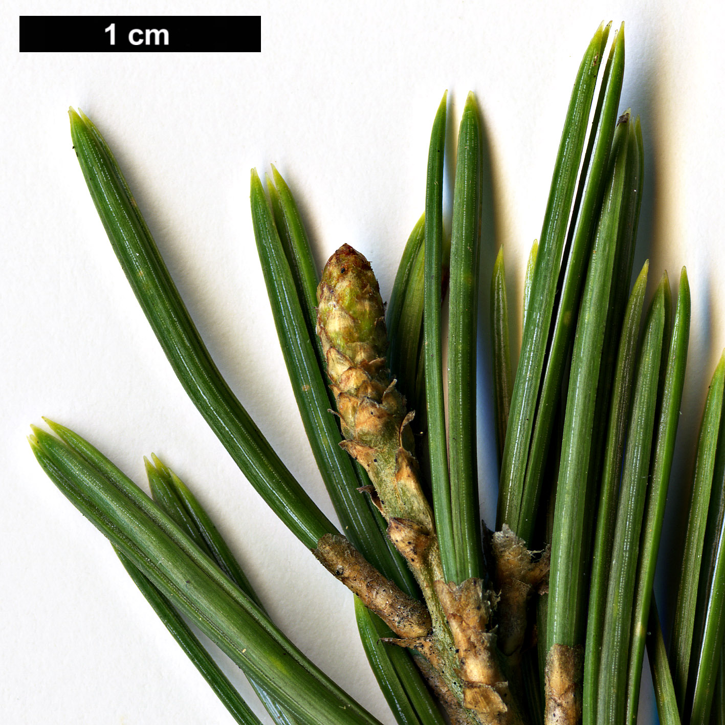 High resolution image: Family: Pinaceae - Genus: Pinus - Taxon: quadrifolia