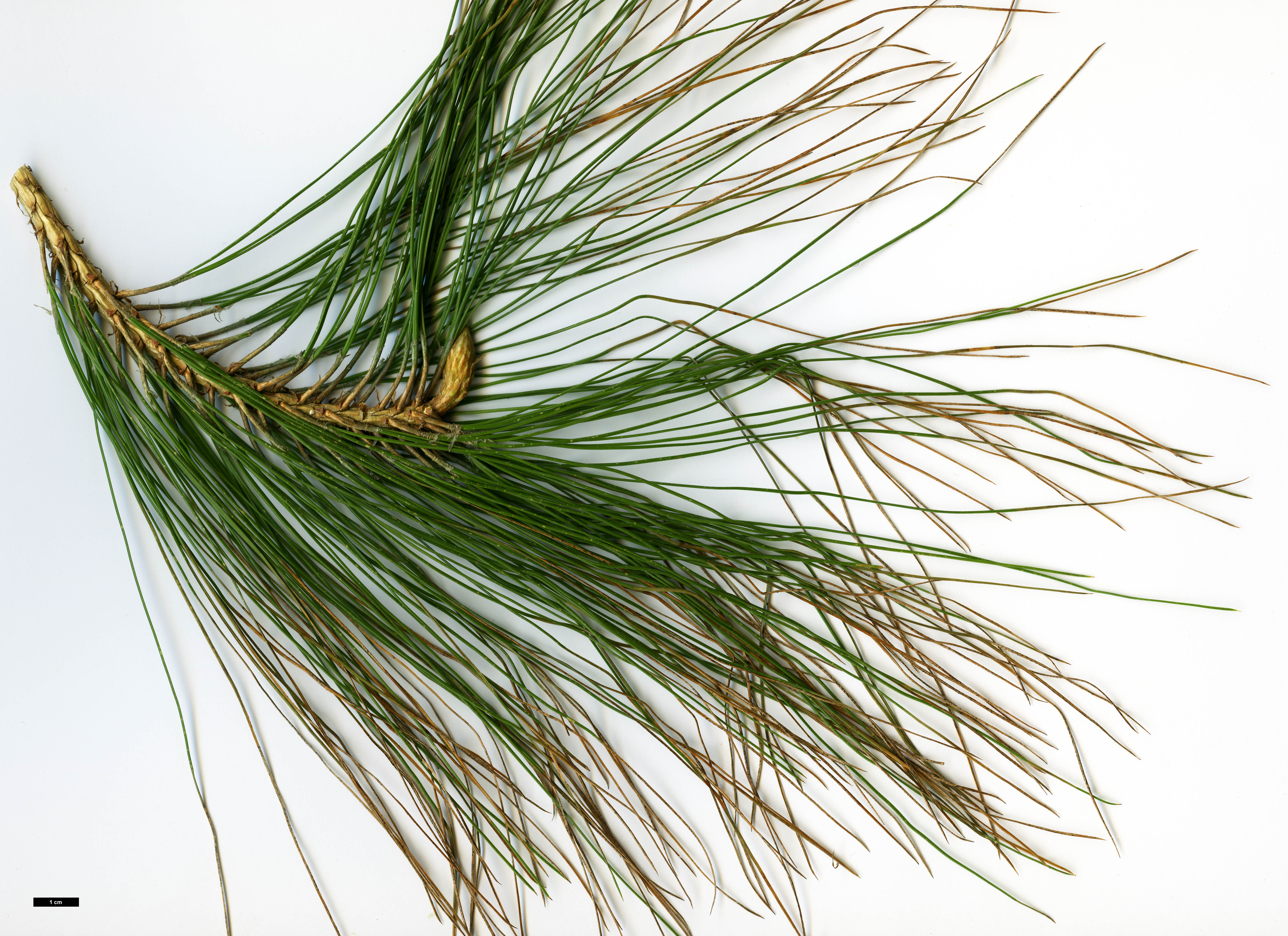 High resolution image: Family: Pinaceae - Genus: Pinus - Taxon: roxburghii