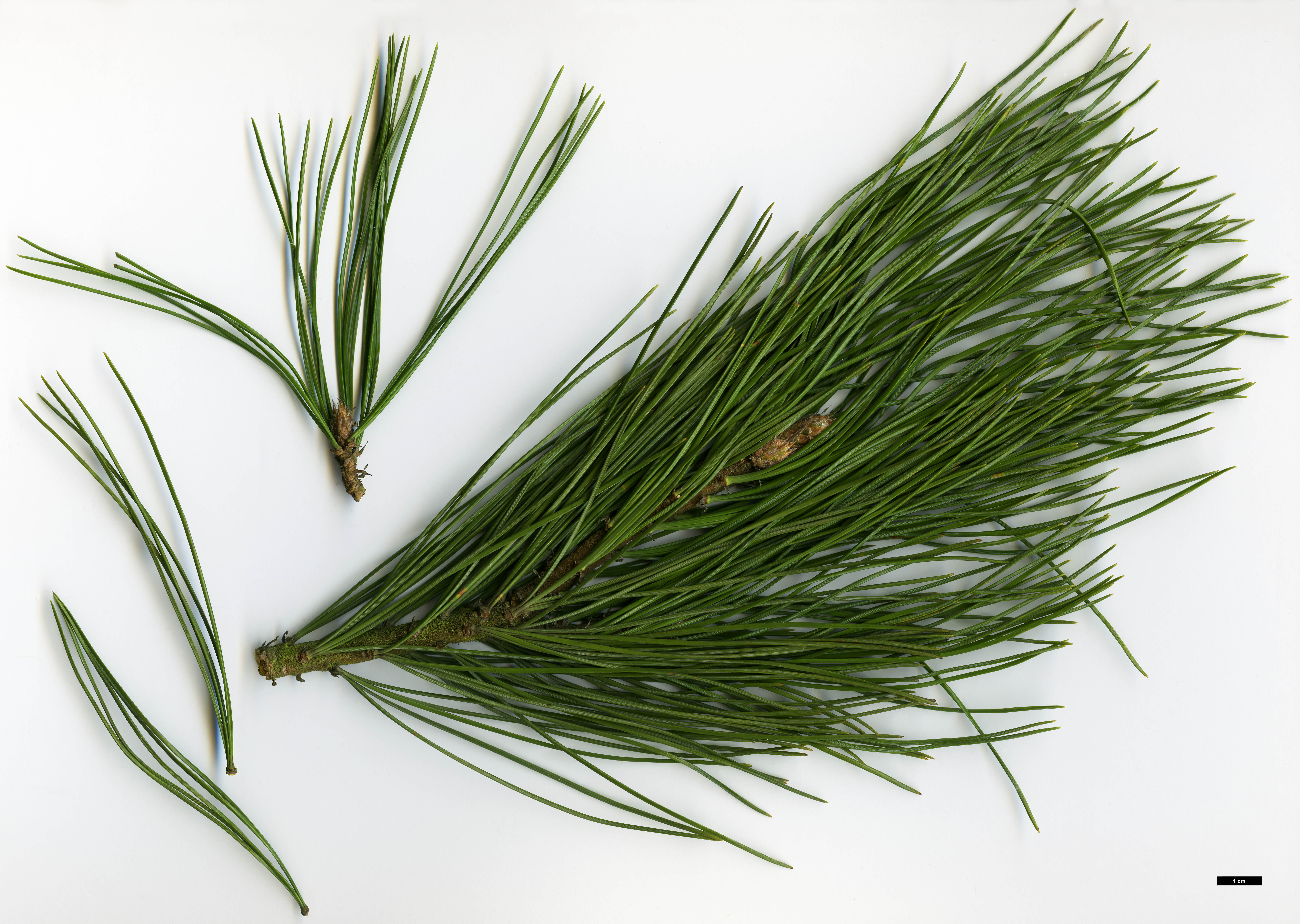 High resolution image: Family: Pinaceae - Genus: Pinus - Taxon: sibirica