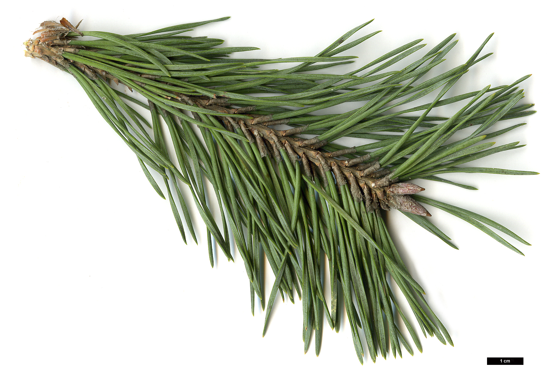 High resolution image: Family: Pinaceae - Genus: Pinus - Taxon: sylvestris