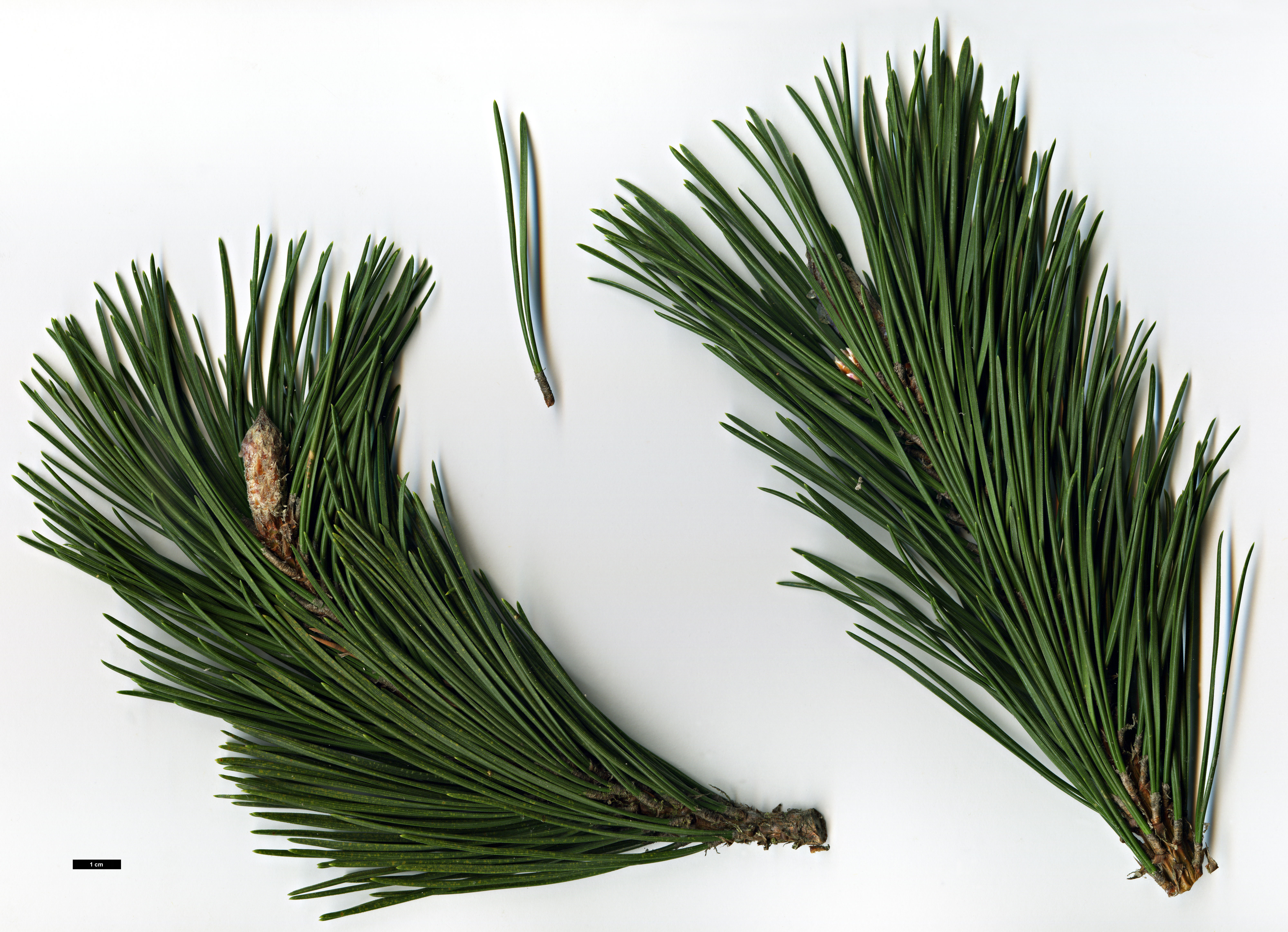 High resolution image: Family: Pinaceae - Genus: Pinus - Taxon: uncinata