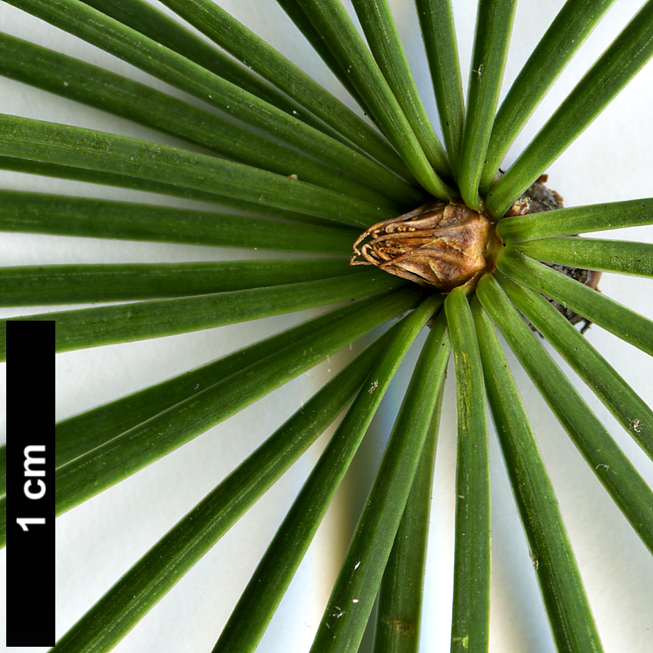 High resolution image: Family: Pinaceae - Genus: Pseudolarix - Taxon: amabilis