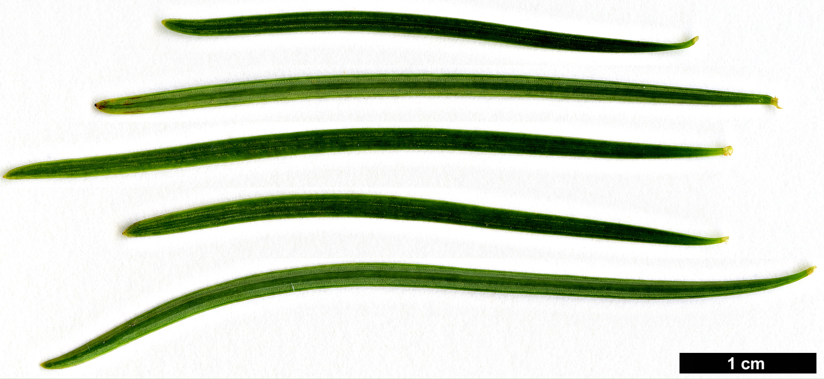 High resolution image: Family: Pinaceae - Genus: Pseudolarix - Taxon: amabilis