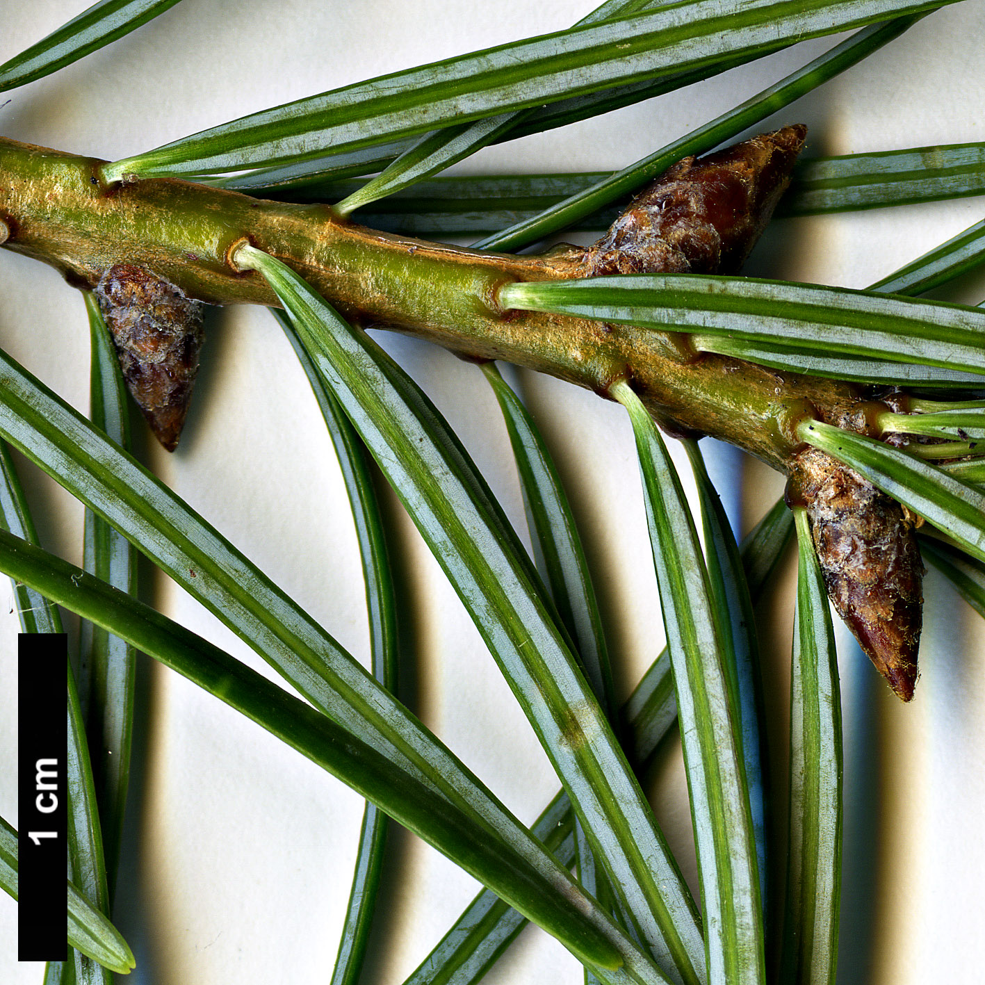 High resolution image: Family: Pinaceae - Genus: Pseudotsuga - Taxon: forrestii