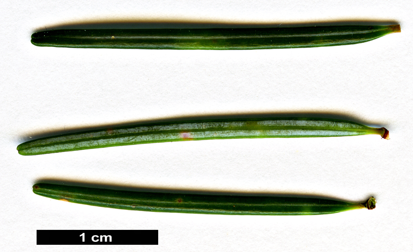 High resolution image: Family: Pinaceae - Genus: Pseudotsuga - Taxon: japonica