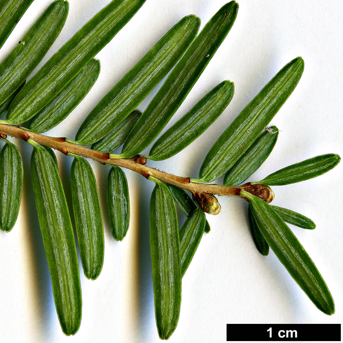 High resolution image: Family: Pinaceae - Genus: Tsuga - Taxon: chinensis