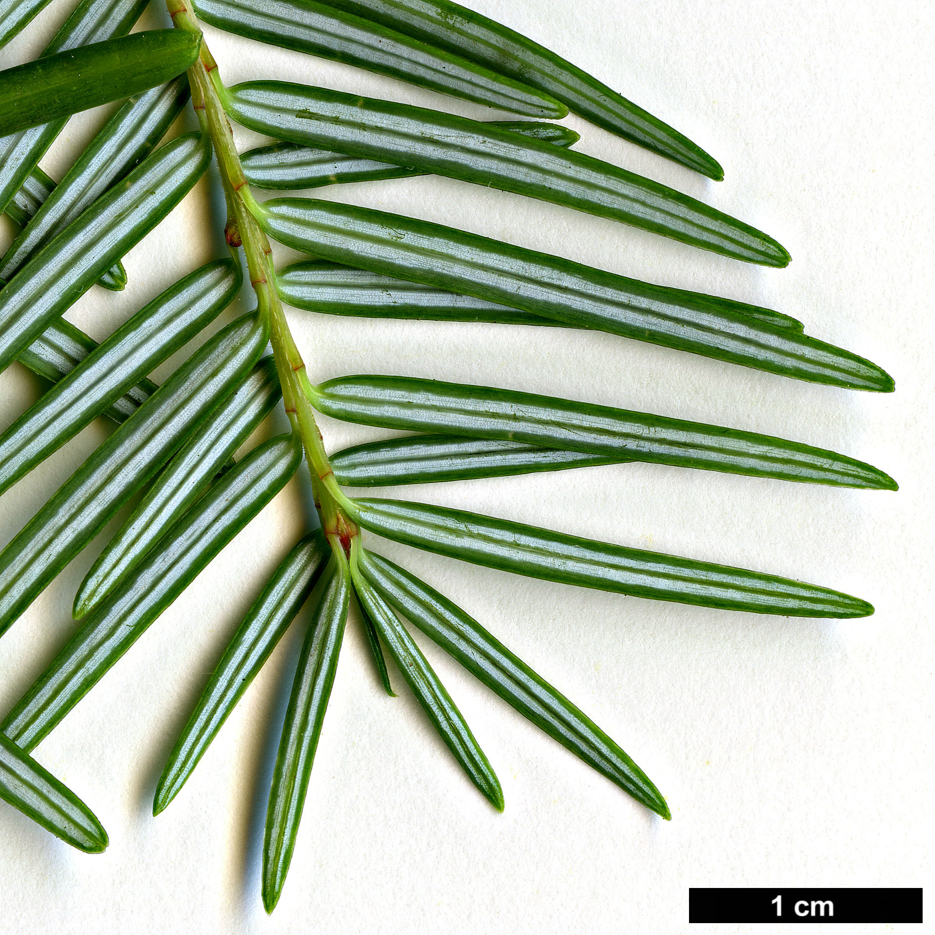 High resolution image: Family: Pinaceae - Genus: Tsuga - Taxon: dumosa