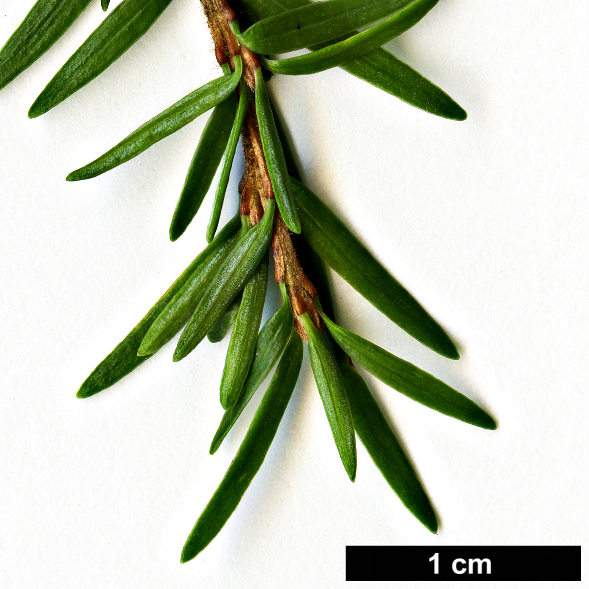 High resolution image: Family: Pinaceae - Genus: Tsuga - Taxon: heterophylla
