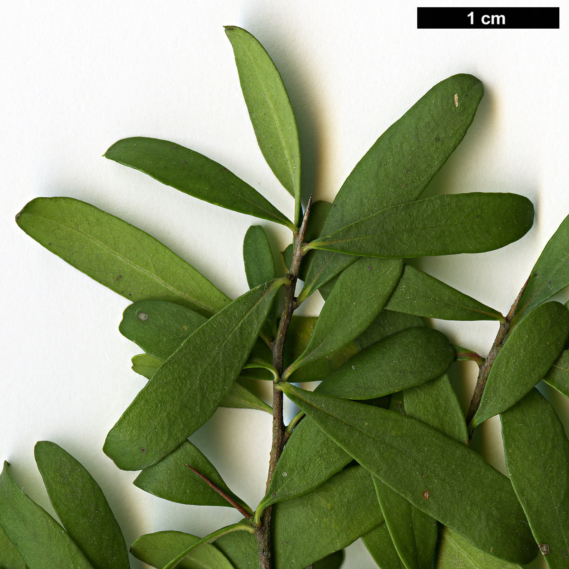 High resolution image: Family: Pittosporaceae - Genus: Bursaria - Taxon: spinosa