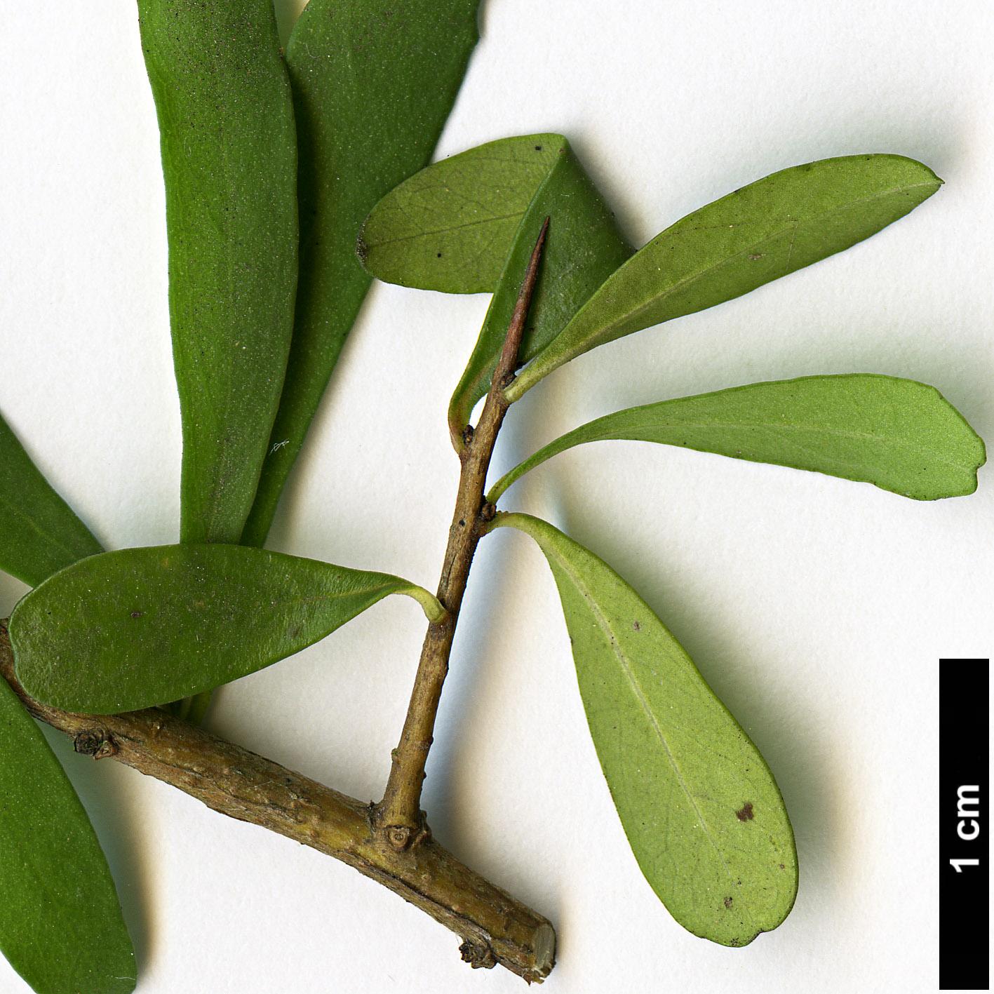 High resolution image: Family: Pittosporaceae - Genus: Bursaria - Taxon: spinosa