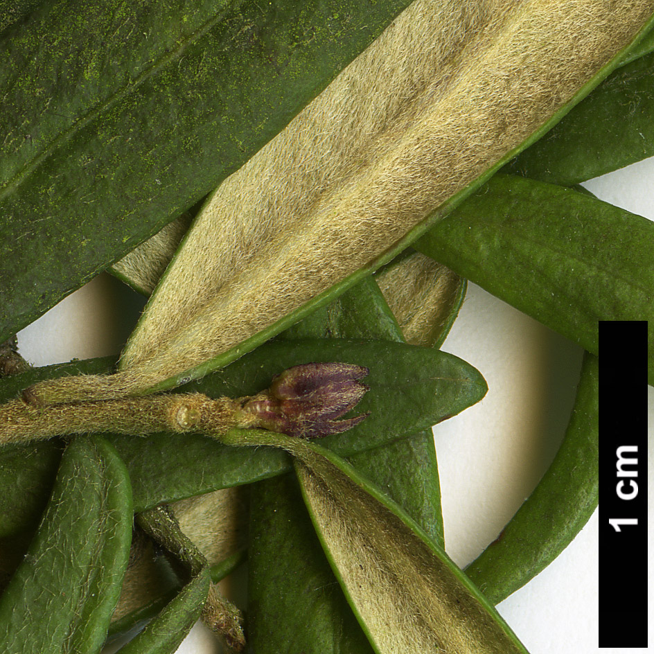 High resolution image: Family: Pittosporaceae - Genus: Pittosporum - Taxon: bicolor