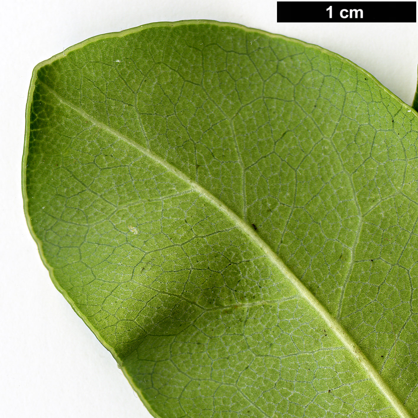 High resolution image: Family: Pittosporaceae - Genus: Pittosporum - Taxon: tobira