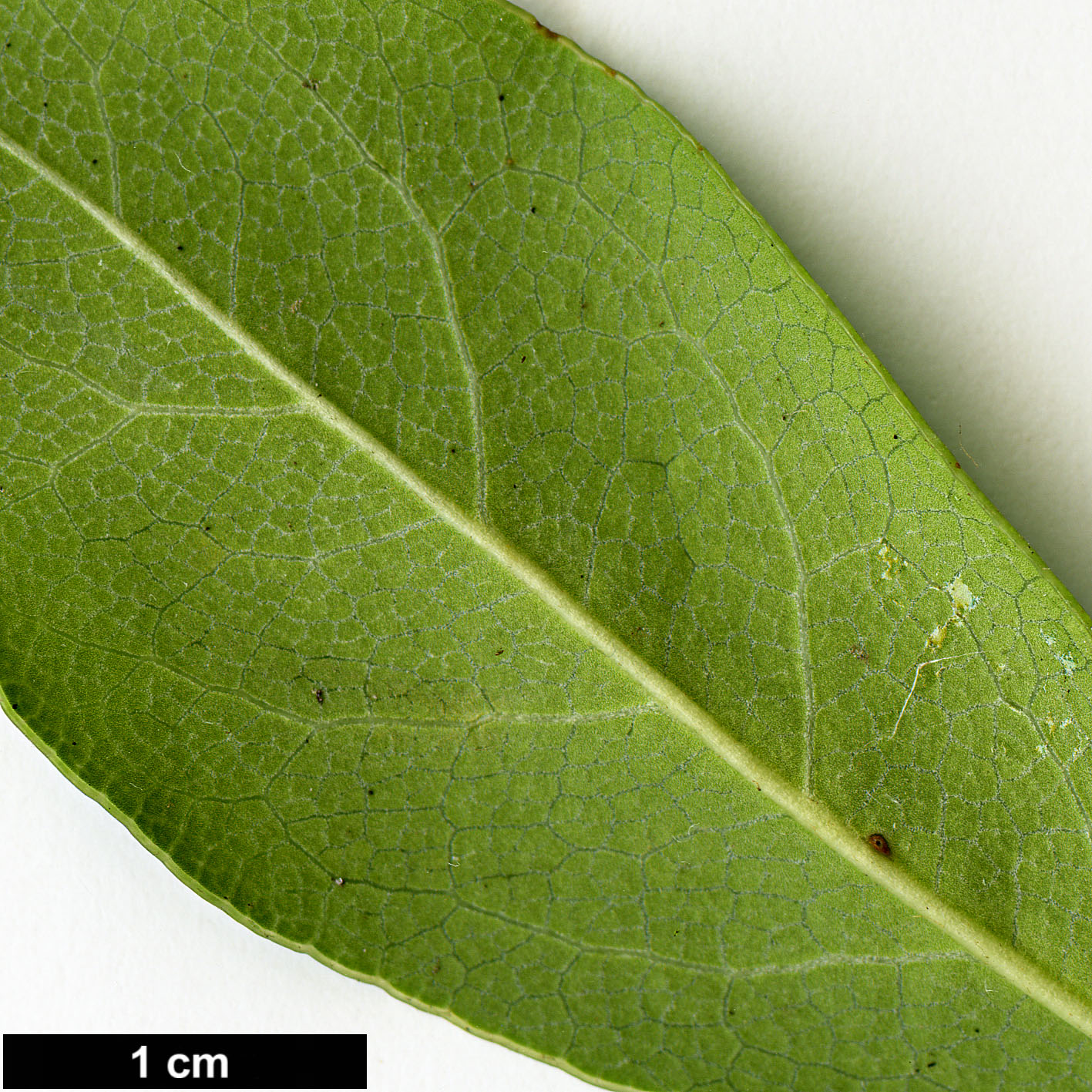 High resolution image: Family: Pittosporaceae - Genus: Pittosporum - Taxon: tobira