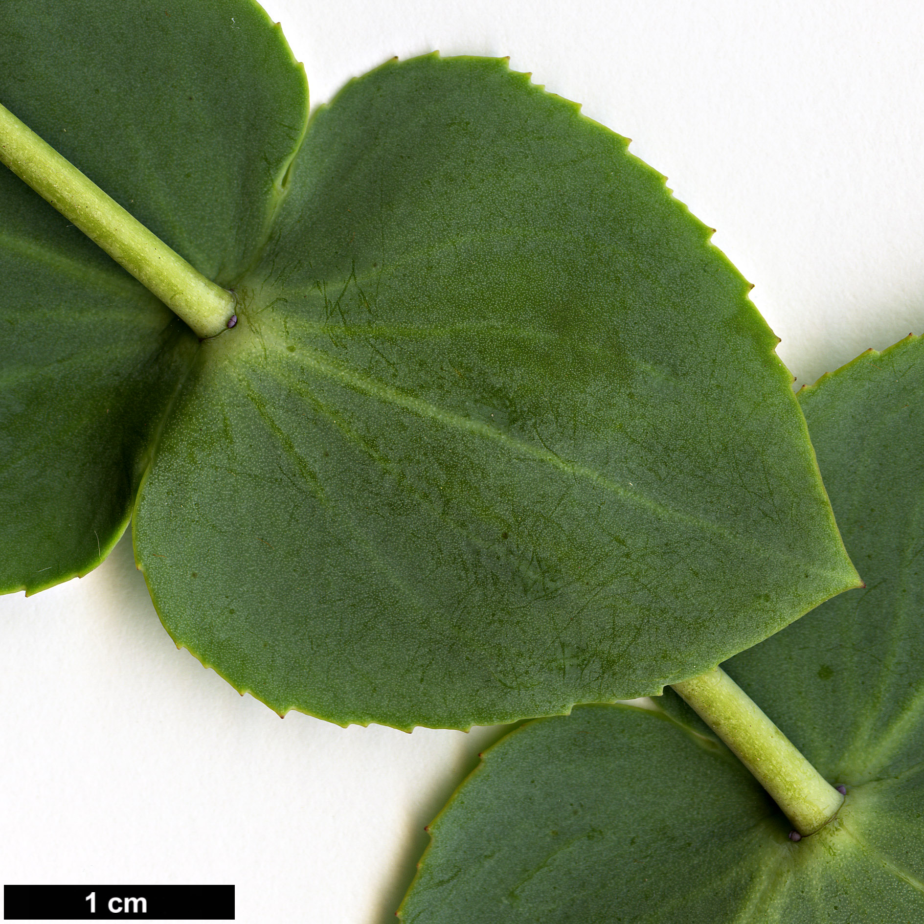 High resolution image: Family: Plantaginaceae - Genus: Parahebe - Taxon: perfoliata