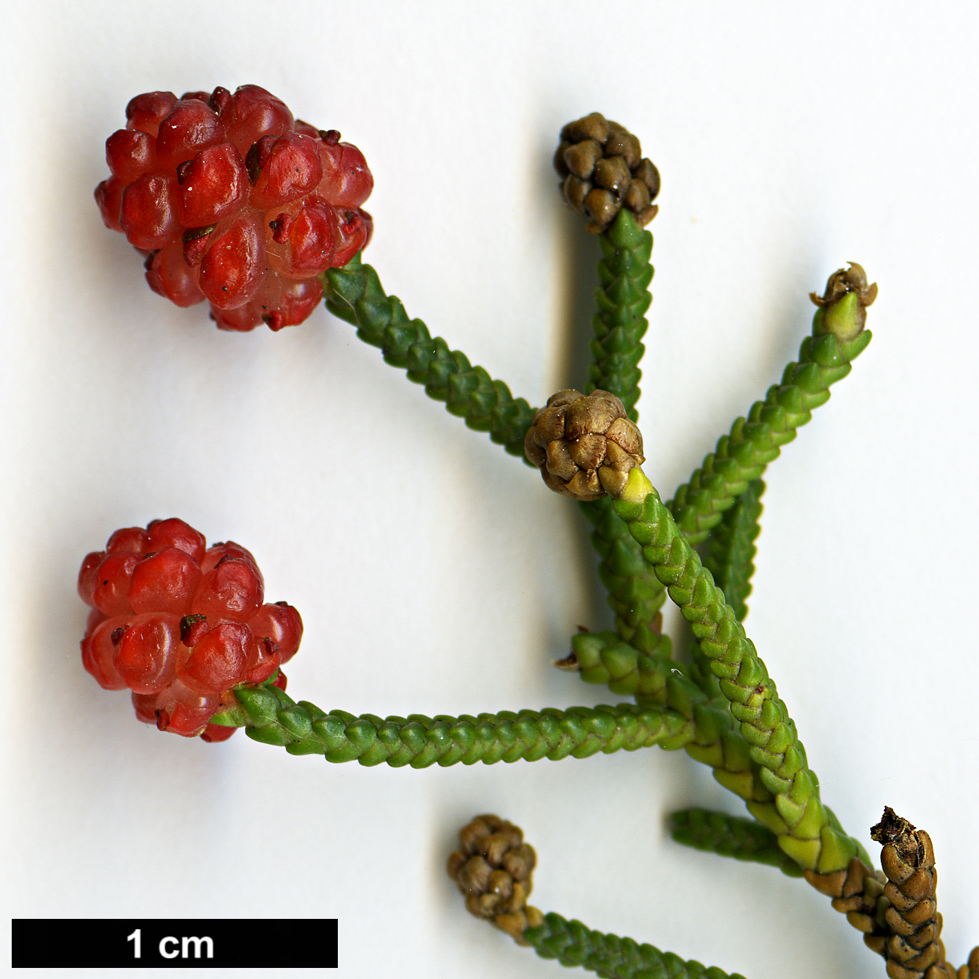 High resolution image: Family: Podocarpaceae - Genus: Microcachrys - Taxon: tetragona