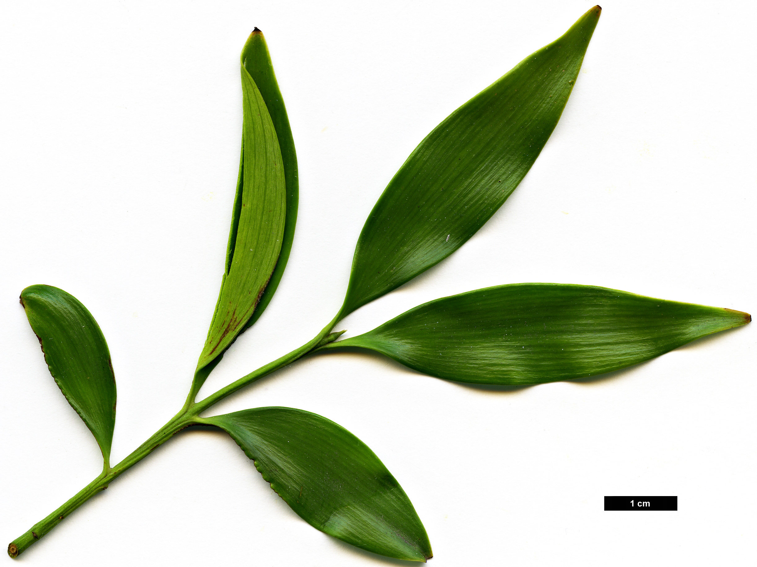 High resolution image: Family: Podocarpaceae - Genus: Nageia - Taxon: nagi