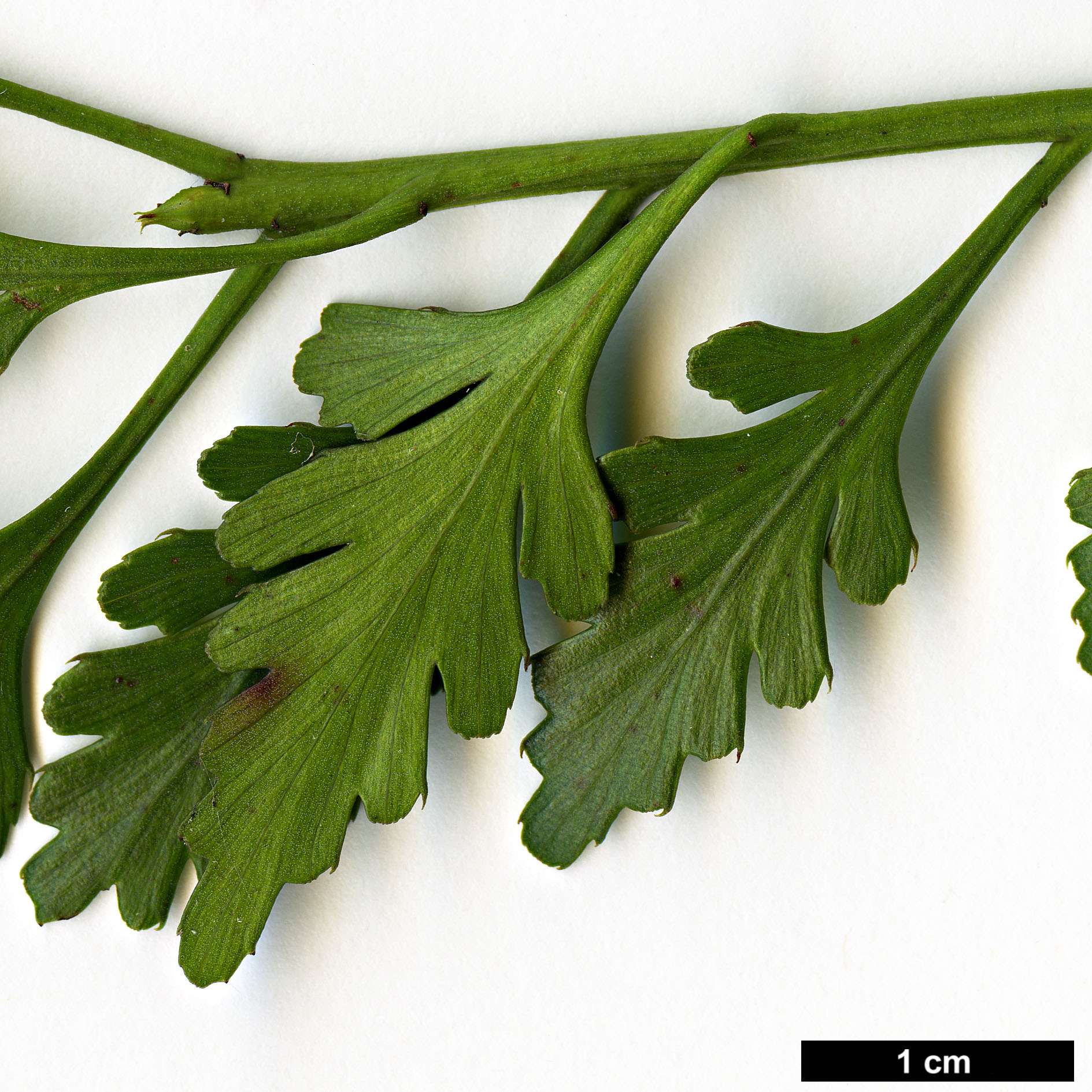 High resolution image: Family: Podocarpaceae - Genus: Phyllocladus - Taxon: trichomanoides