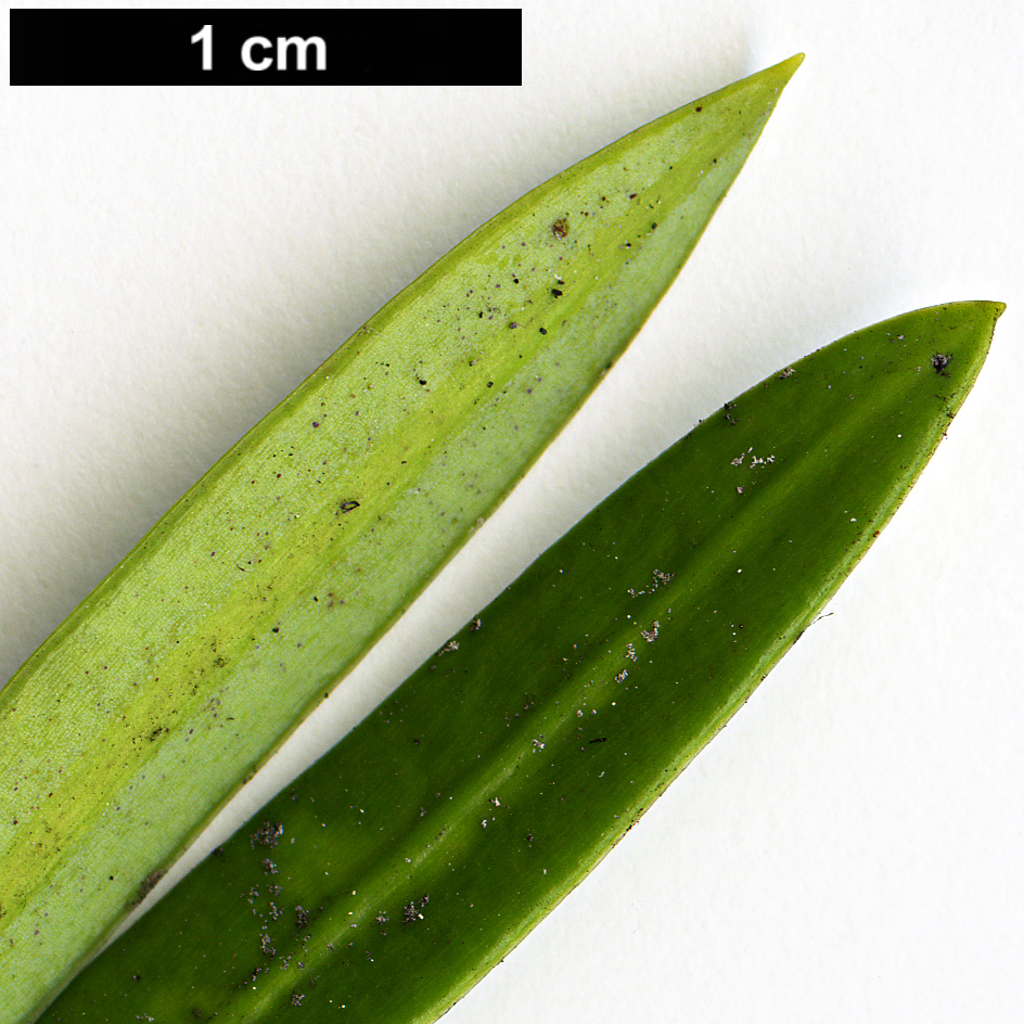 High resolution image: Family: Podocarpaceae - Genus: Podocarpus - Taxon: macrophyllus