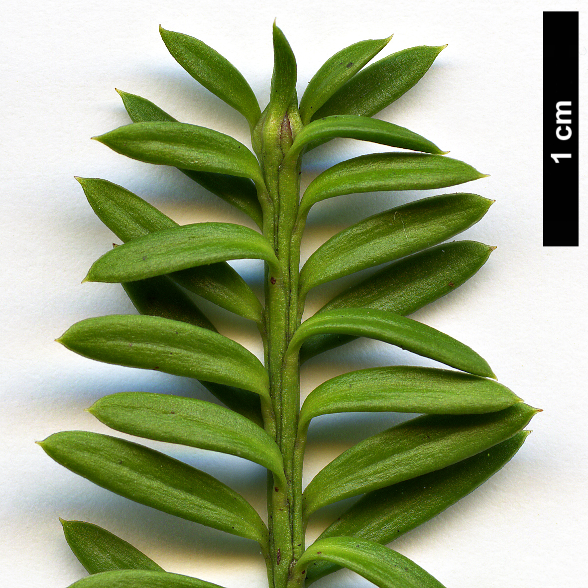 High resolution image: Family: Podocarpaceae - Genus: Podocarpus - Taxon: nivalis