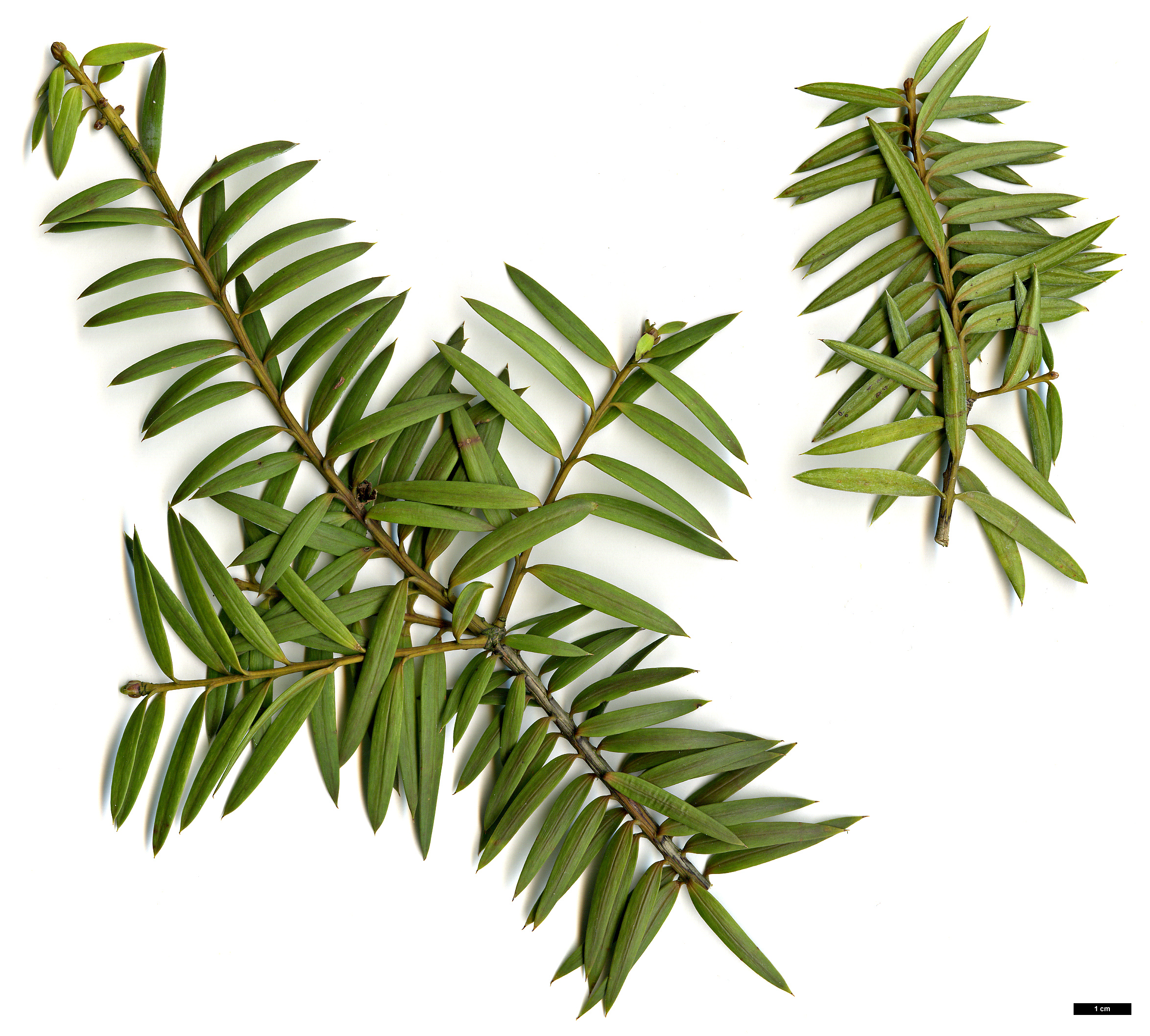 High resolution image: Family: Podocarpaceae - Genus: Podocarpus - Taxon: totara