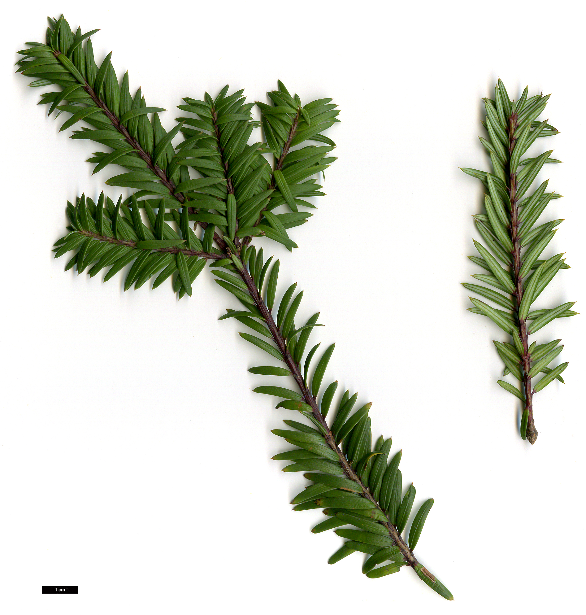 High resolution image: Family: Podocarpaceae - Genus: Saxegothaea - Taxon: conspicua