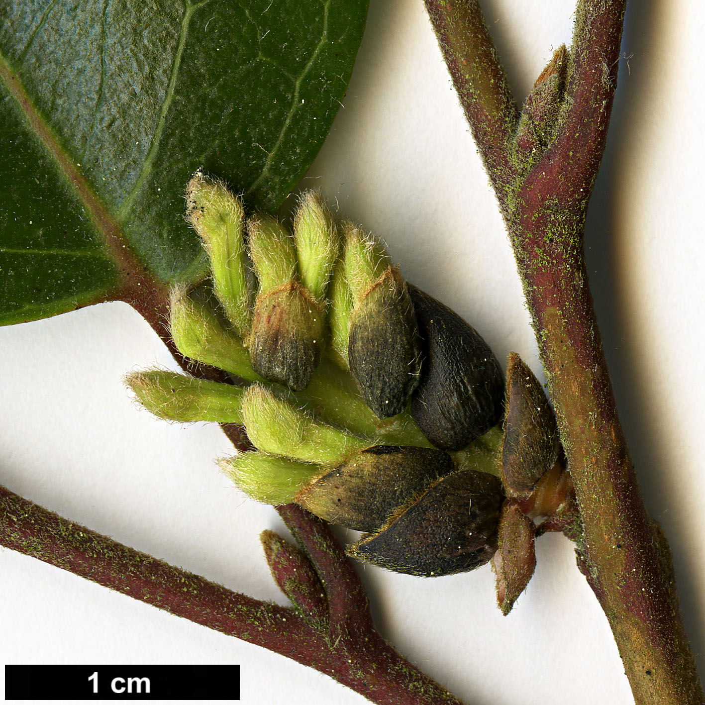 High resolution image: Family: Proteaceae - Genus: Lomatia - Taxon: hirsuta
